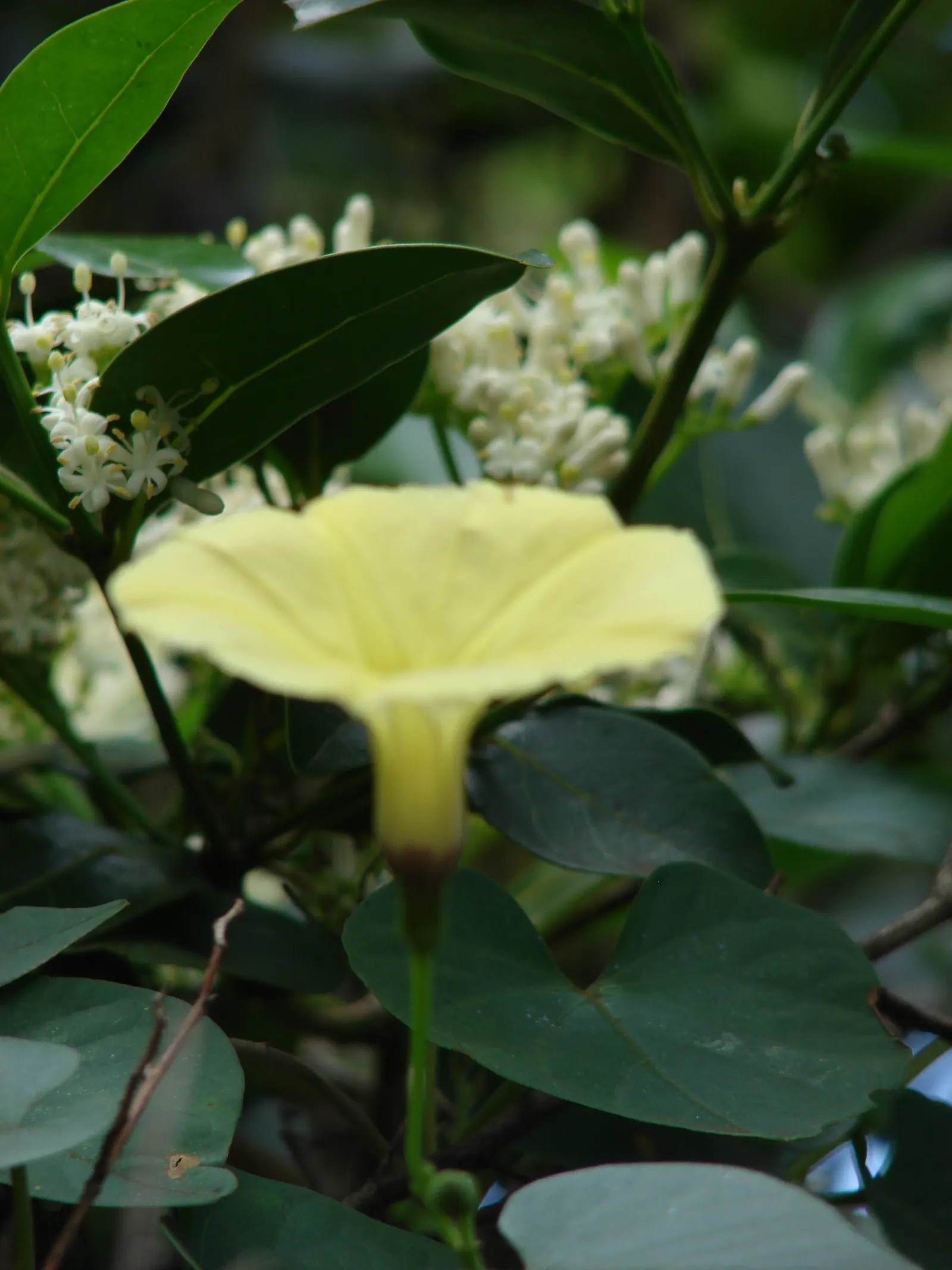 Yellow Morning Glory (Merremia Aurea) — which typically measure 3 to 5 inches long