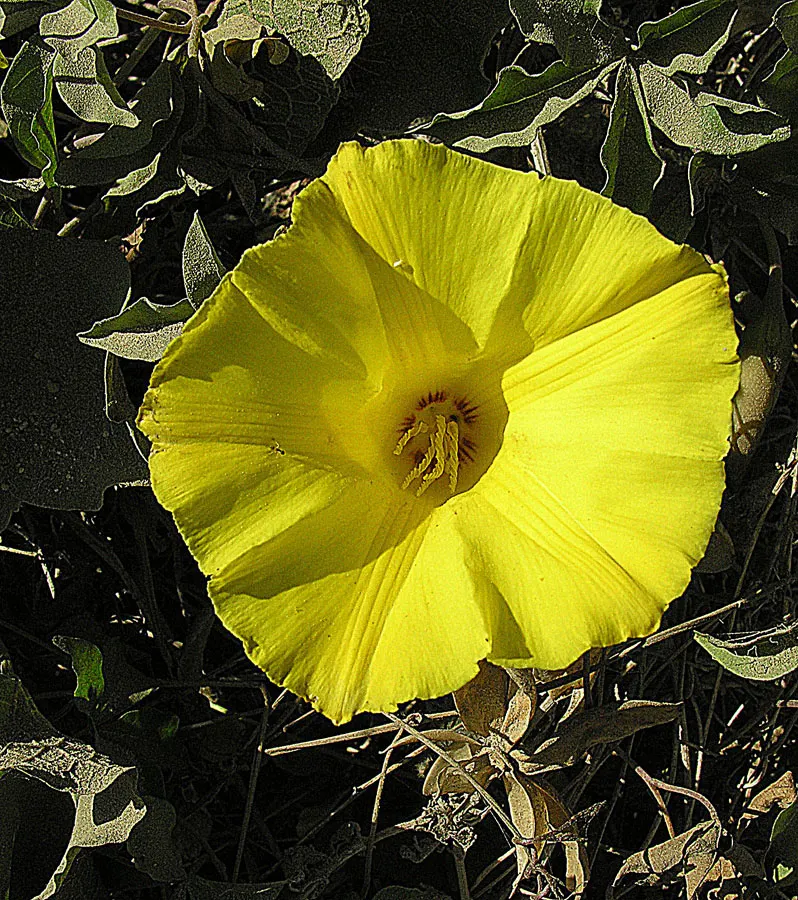 Yellow Morning Glory (Merremia Aurea) — maturing to heights up to 8-10 feet