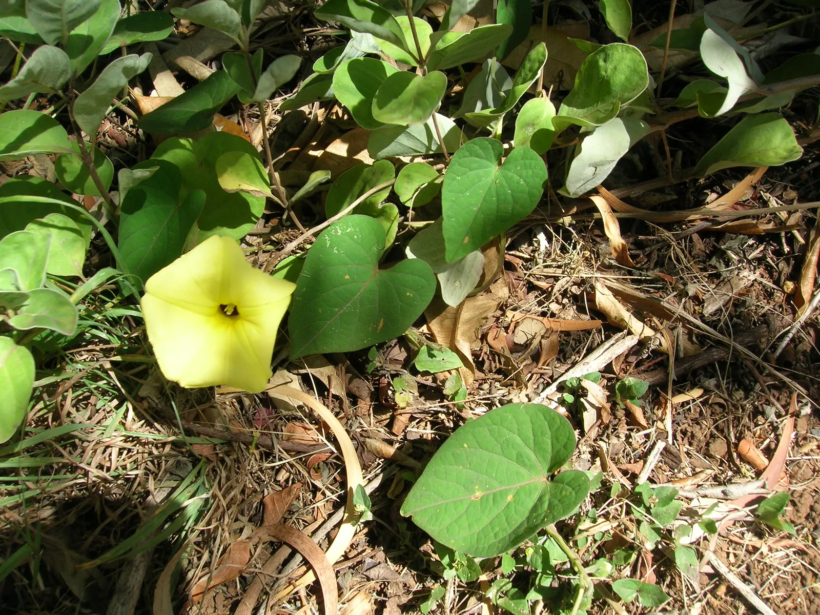 Yellow Morning Glory (Merremia Aurea) — plant the Yellow Morning Glory in well-drained soil; when incorporating the Yellow Morning Glory into your landscape
