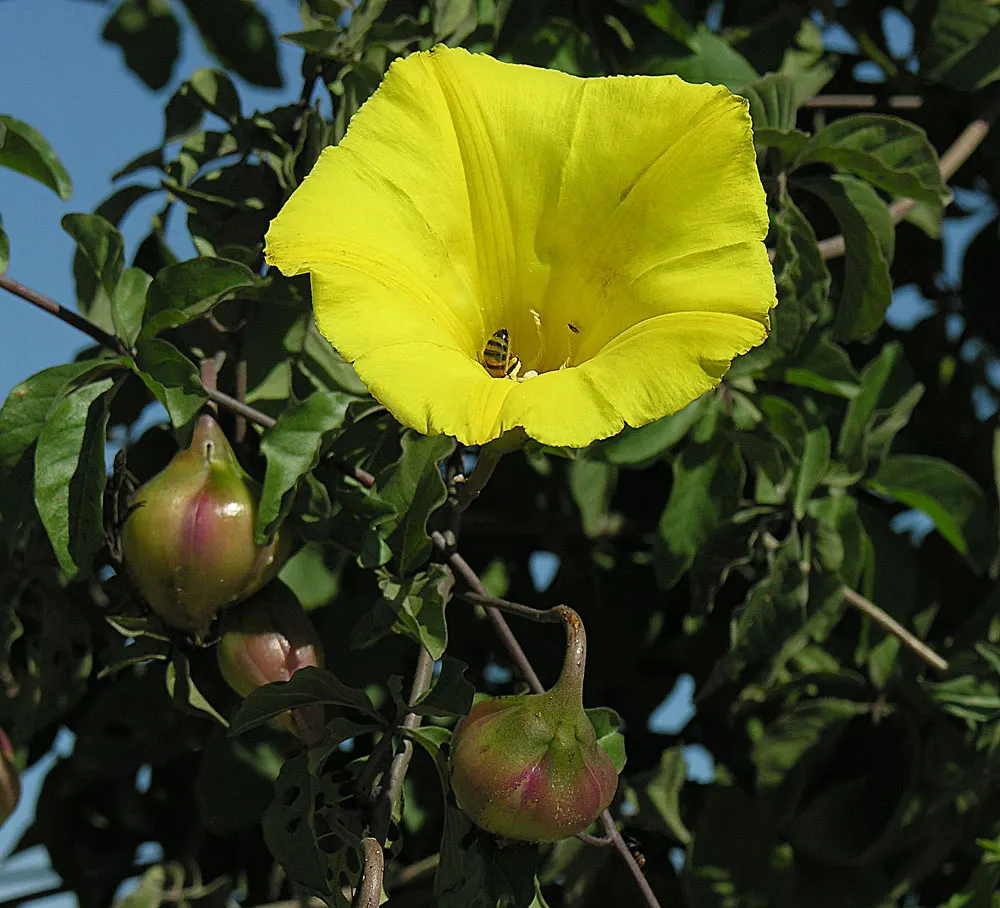 Yellow Morning Glory (Merremia Aurea) — It's moderately drought-tolerant once established; its fast growth and vivid flowers make it ideal for trellises and