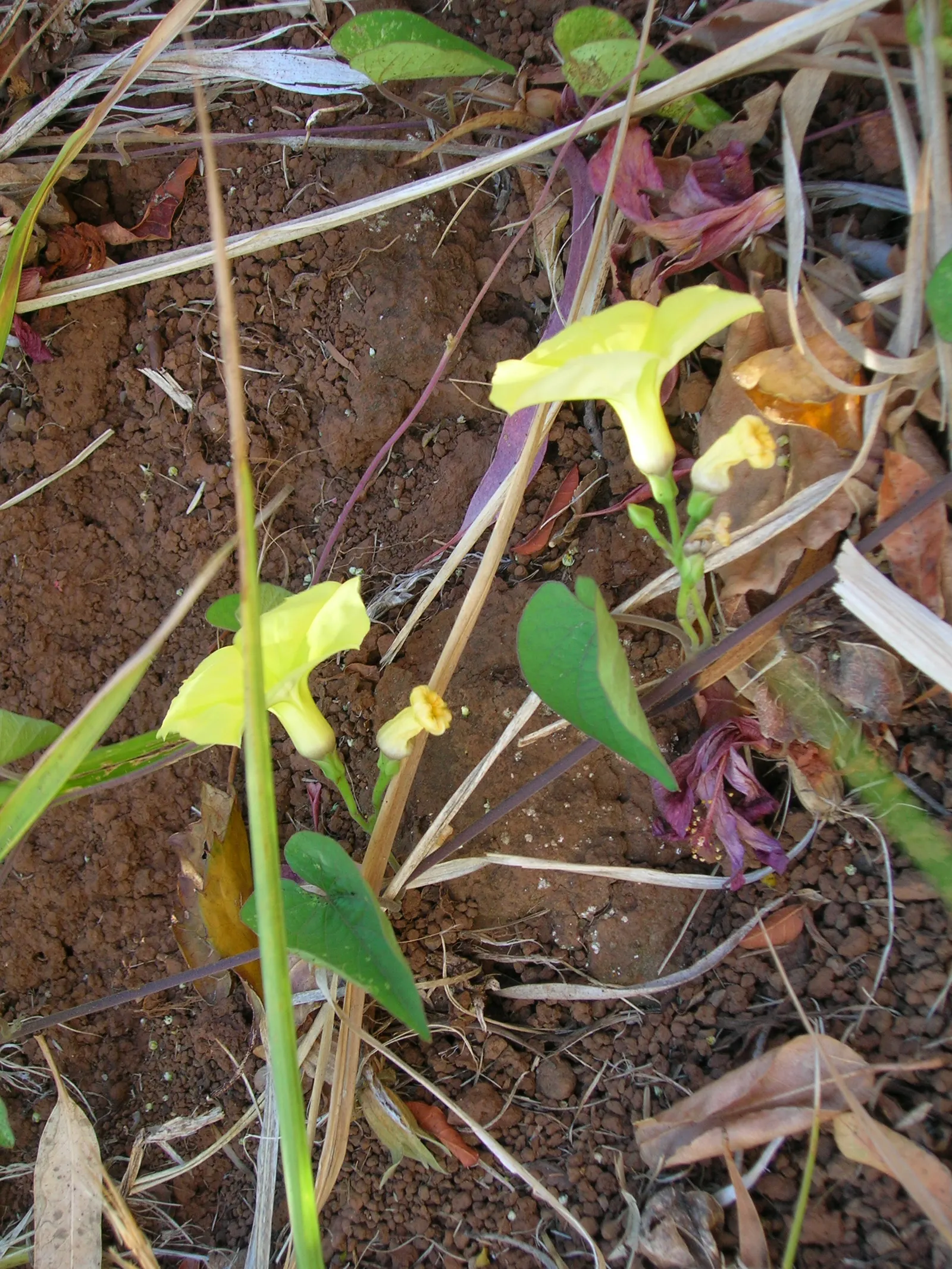 Yellow Morning Glory (Merremia Aurea) — These trumpet-shaped flowers open in the morning and close by afternoon