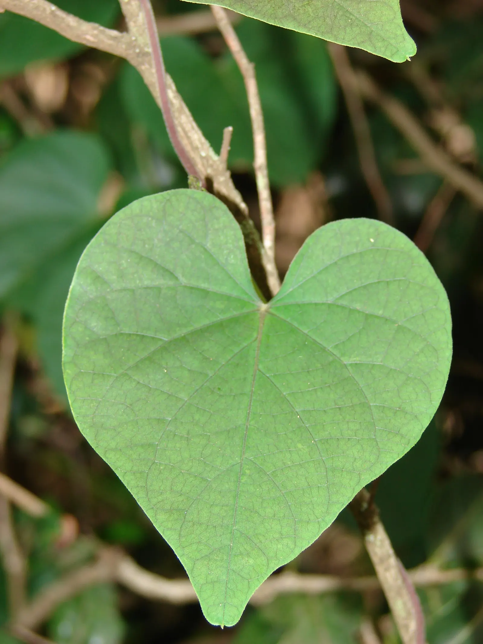 Yellow Morning Glory (Merremia Aurea) — or fences within the landscape