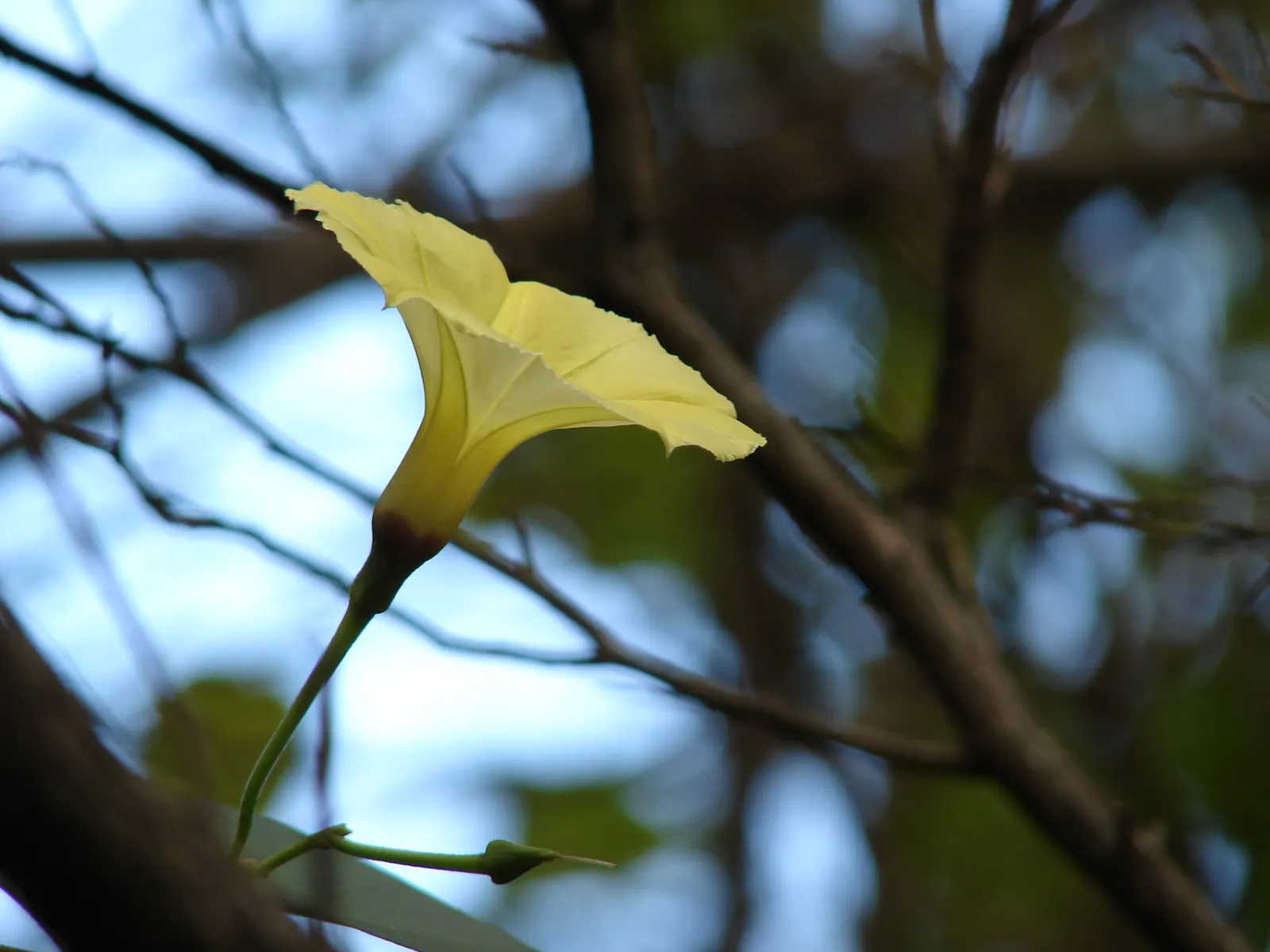 Yellow Morning Glory (Merremia Aurea) — When incorporating the Yellow Morning Glory into your landscape design