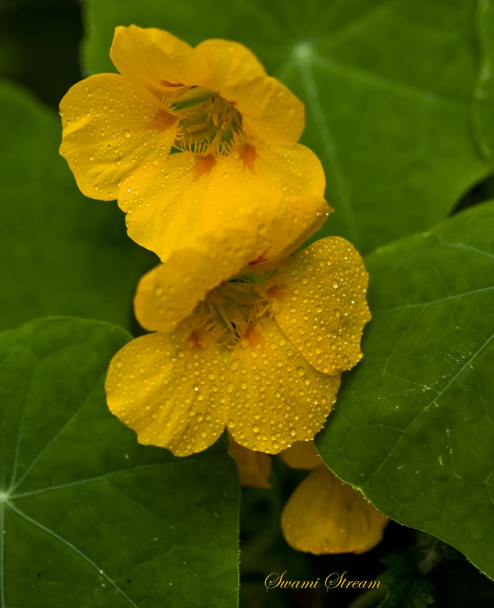 Yellow Morning Glory (Merremia Aurea) — and ensure regular watering