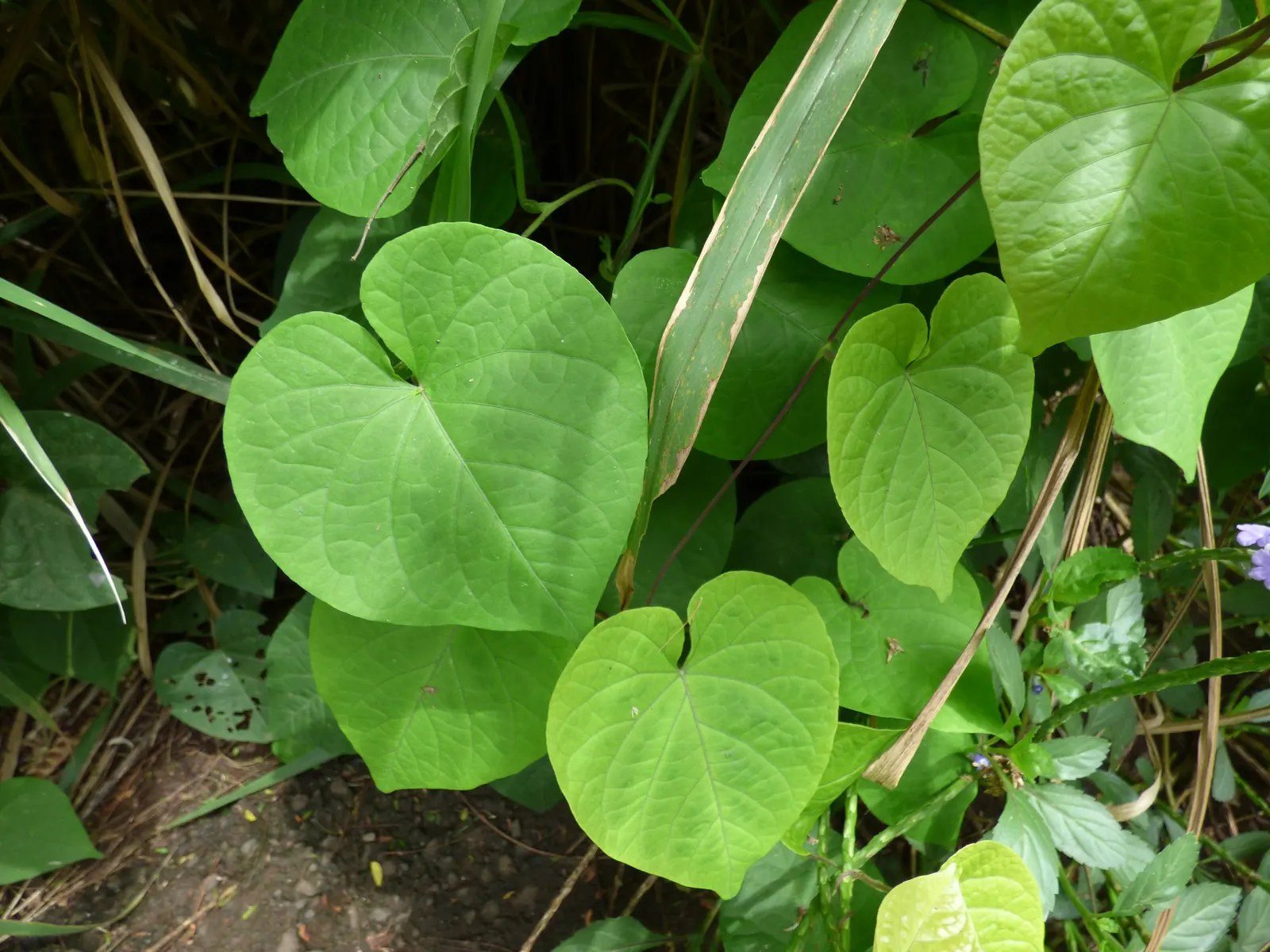 Yellow Morning Glory (Merremia Aurea) — Additionally, periodic fertilization will help maintain its vigorous growth and flowering capability