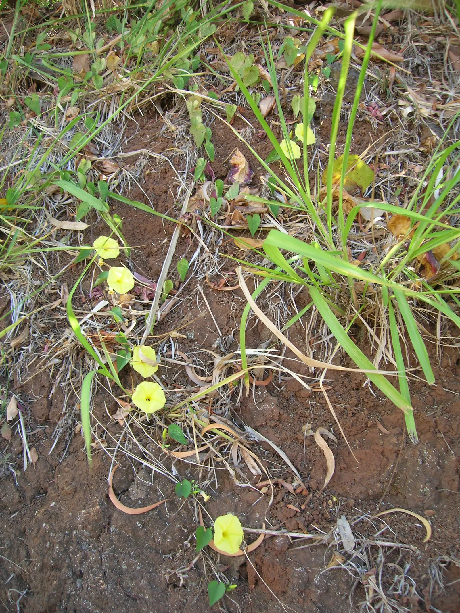Yellow Morning Glory (Merremia Aurea) — Native to Latin America and the Caribbean