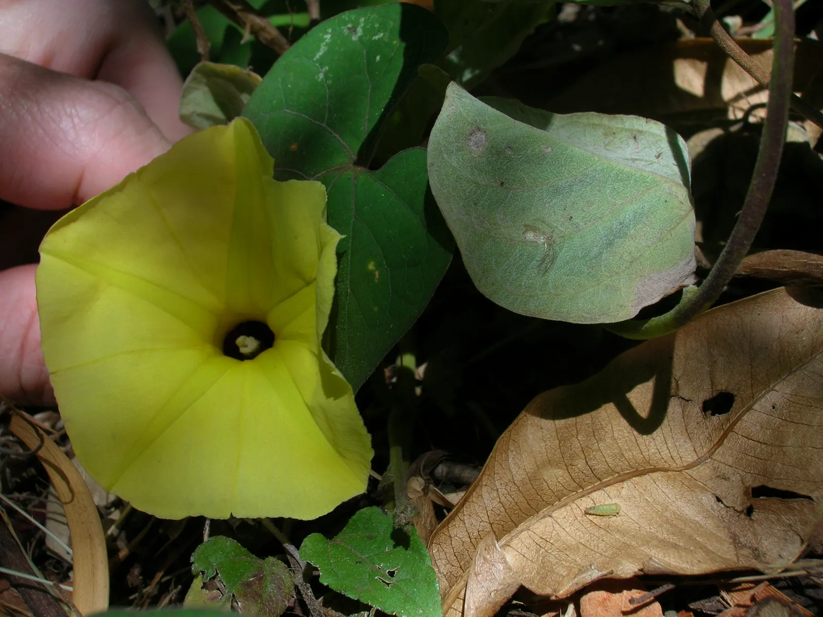 Yellow Morning Glory (Merremia Aurea) — especially during dry periods