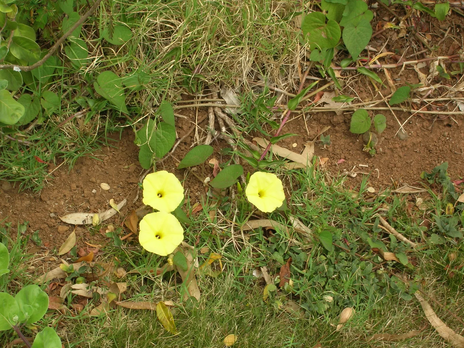 Yellow Morning Glory (Merremia Aurea) — vine for full