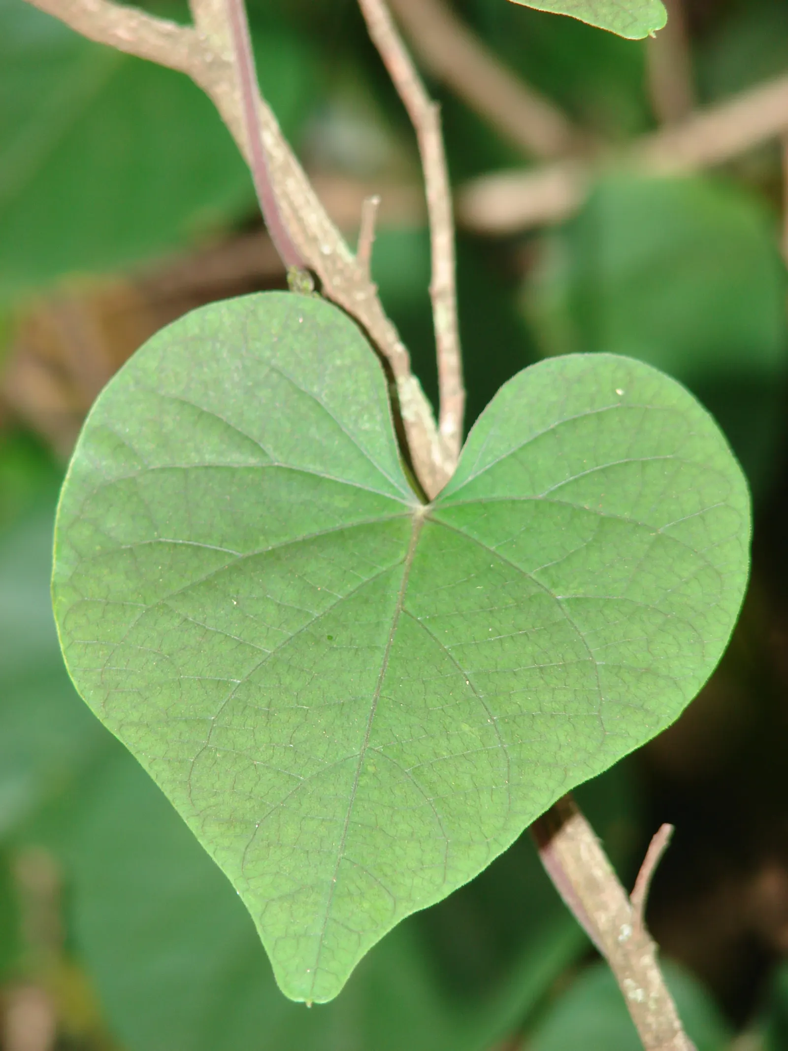Yellow Morning Glory (Merremia Aurea) — maturing to heights up to 8-10 feet; plant the Yellow Morning Glory in well-drained soil