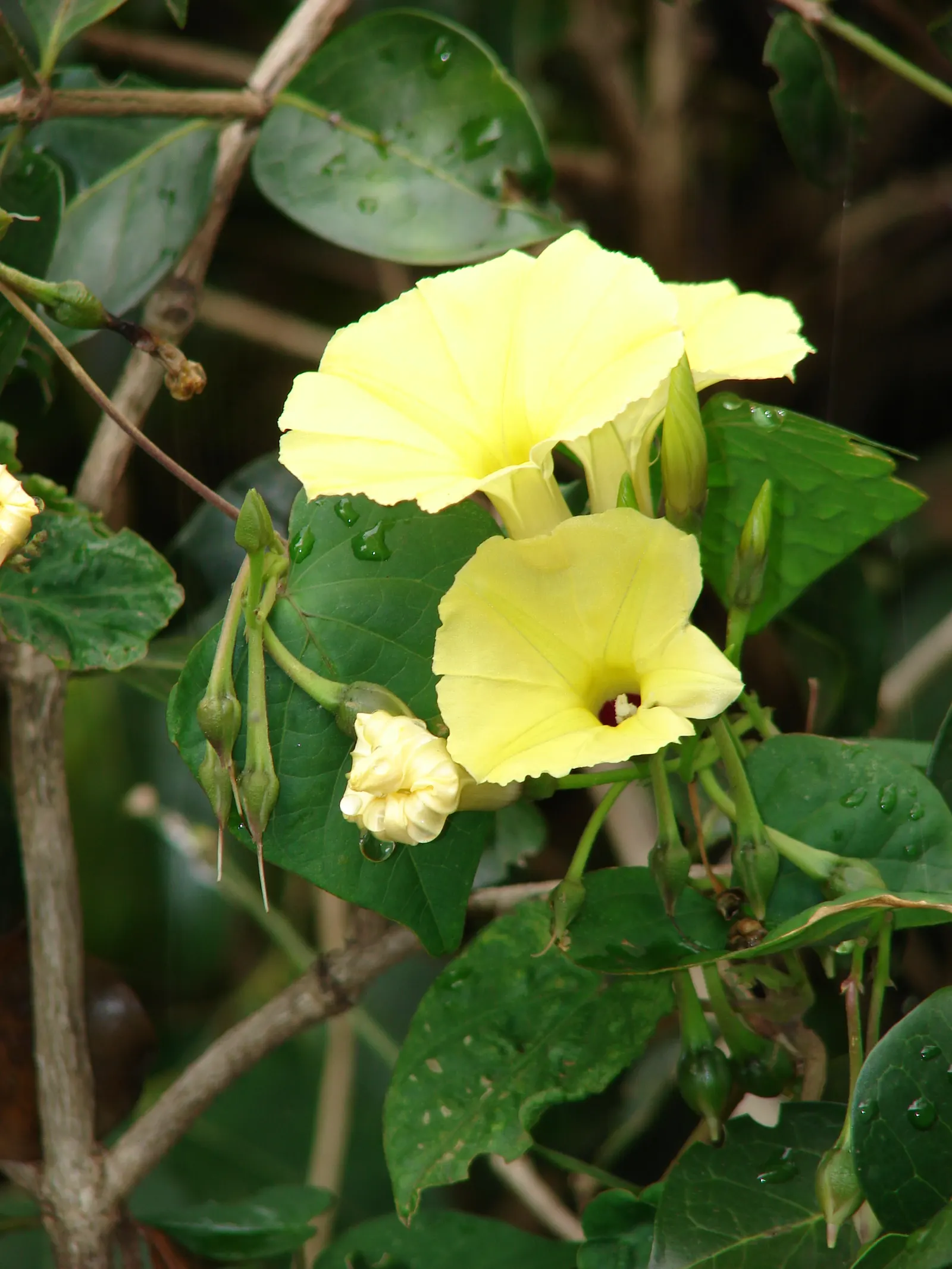 Yellow Morning Glory (Merremia Aurea) — With its fast-growing nature and minimal care requirements
