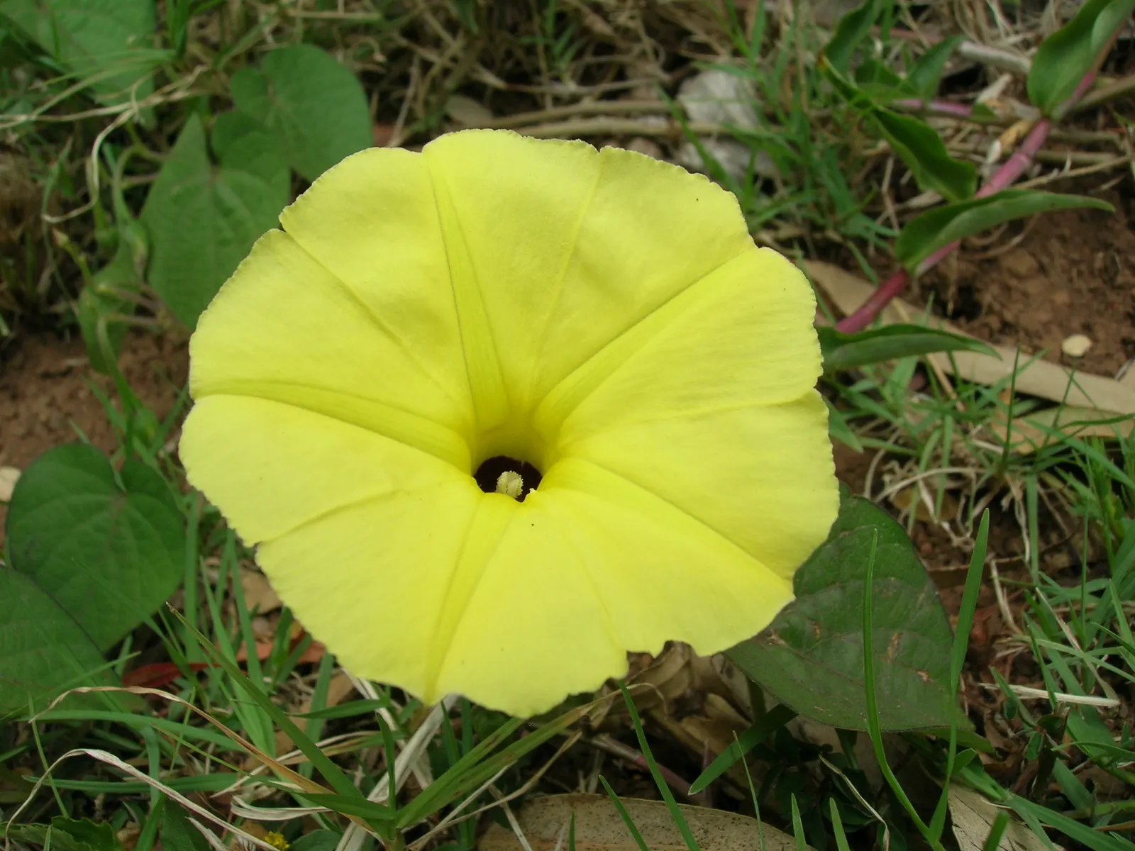 Yellow Morning Glory (Merremia Aurea) — vine with yellow blooms