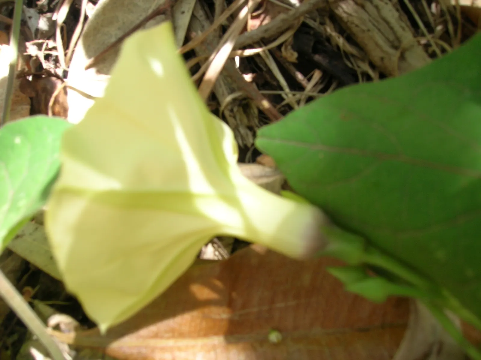 Yellow Morning Glory (Merremia Aurea) — These trumpet-shaped flowers open in the morning and close by afternoon; or fences within the landscape