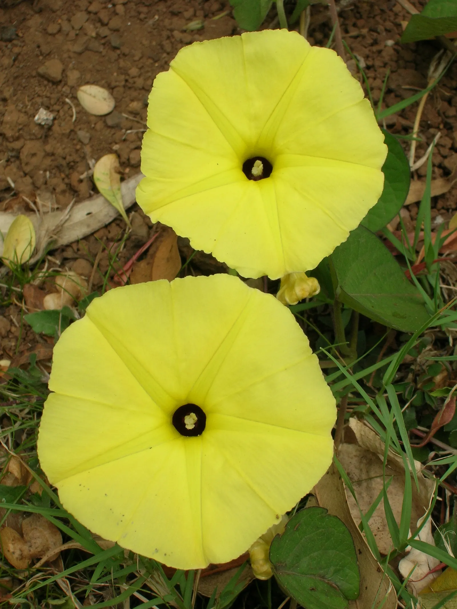 Yellow Morning Glory (Merremia Aurea) — Consider moderate water and maintenance requirements; its fast growth and vivid flowers make it ideal for trellises and