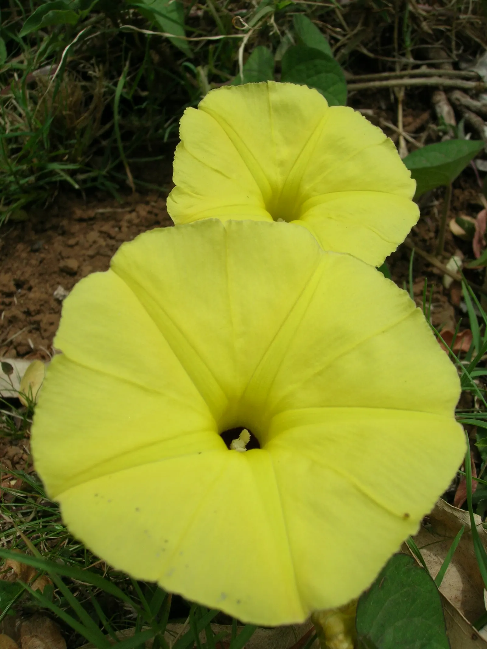 Yellow Morning Glory (Merremia Aurea) — When incorporating the Yellow Morning Glory into your landscape design; plant the Yellow Morning Glory in well-drained
