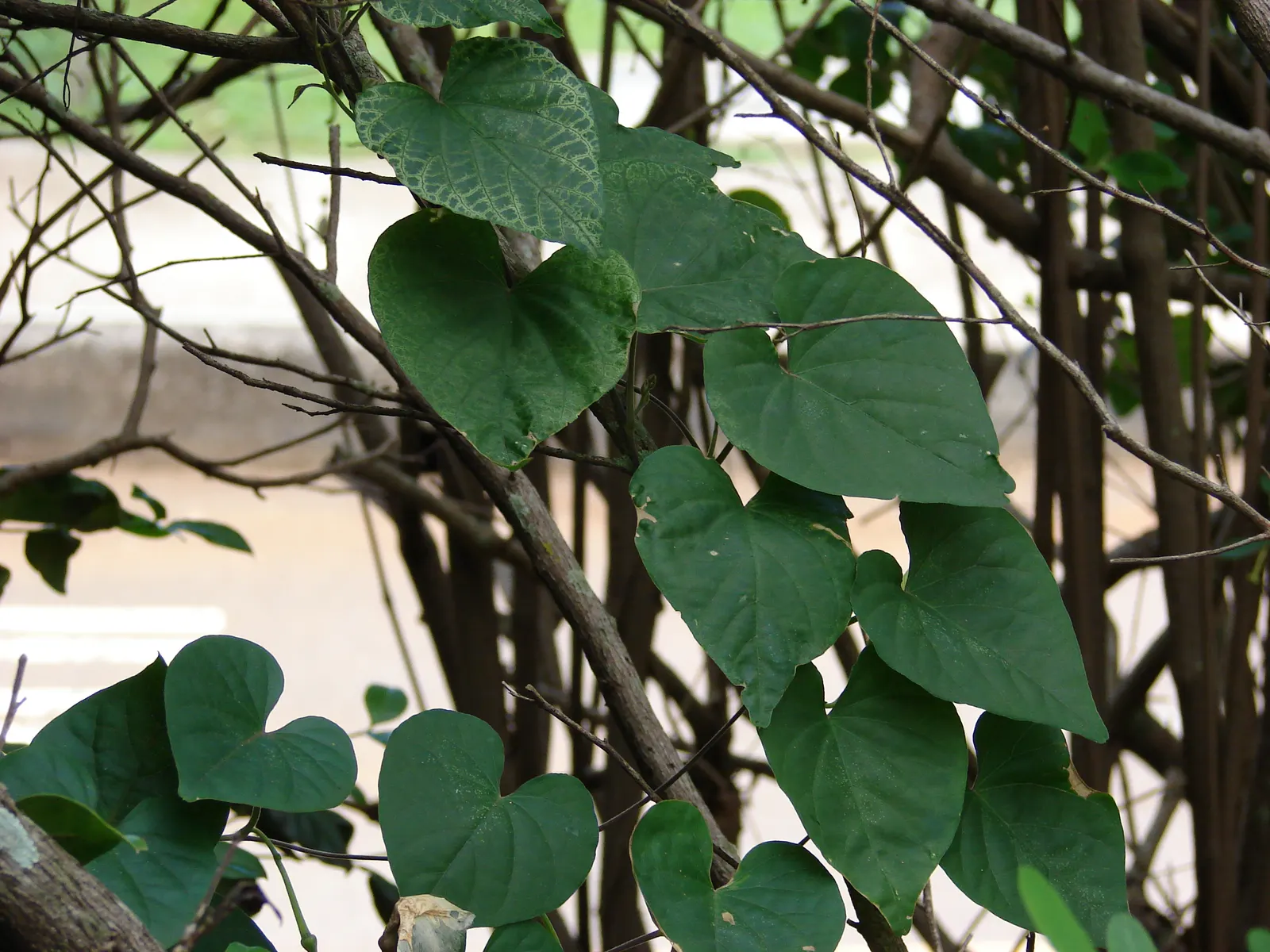Yellow Morning Glory (Merremia Aurea) — Its fast growth and vivid flowers make it ideal for trellises and fences, providing a warm seasonal display