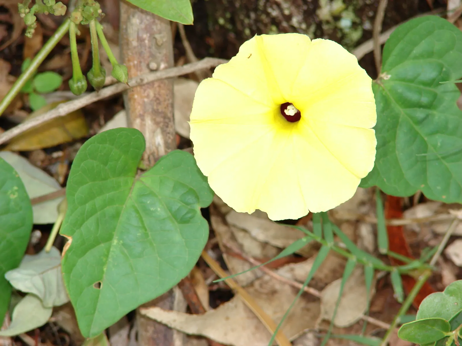 Yellow Morning Glory (Merremia Aurea) — it prefers full sun to partial shade and well-drained soil