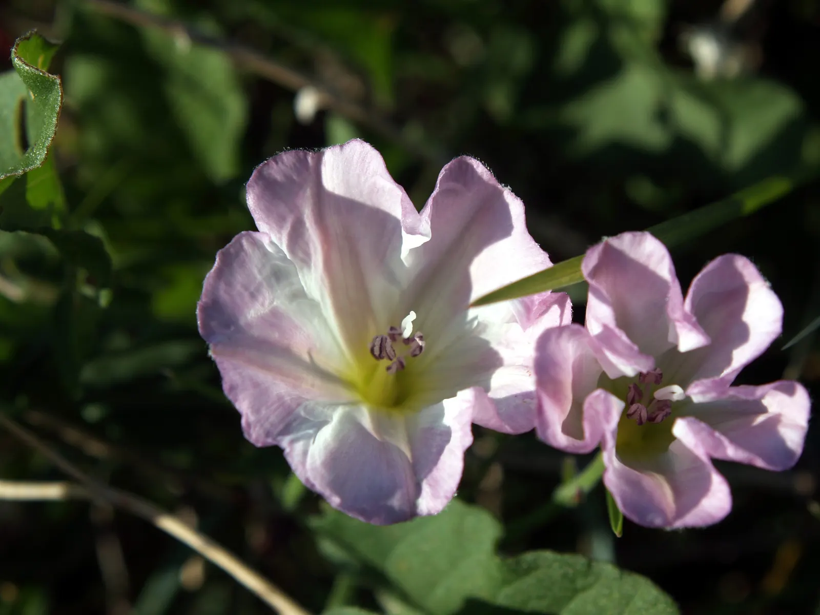 Yellow Morning Glory (Merremia Aurea) — each one spanning roughly 3 to 4 inches in diameter