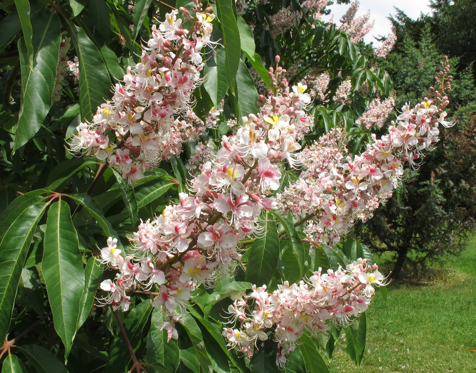 Indian Horse Chestnut (Aesculus Indica) — tree for full; the Indian Horse Chestnut can elevate the aesthetic of any garden setting
