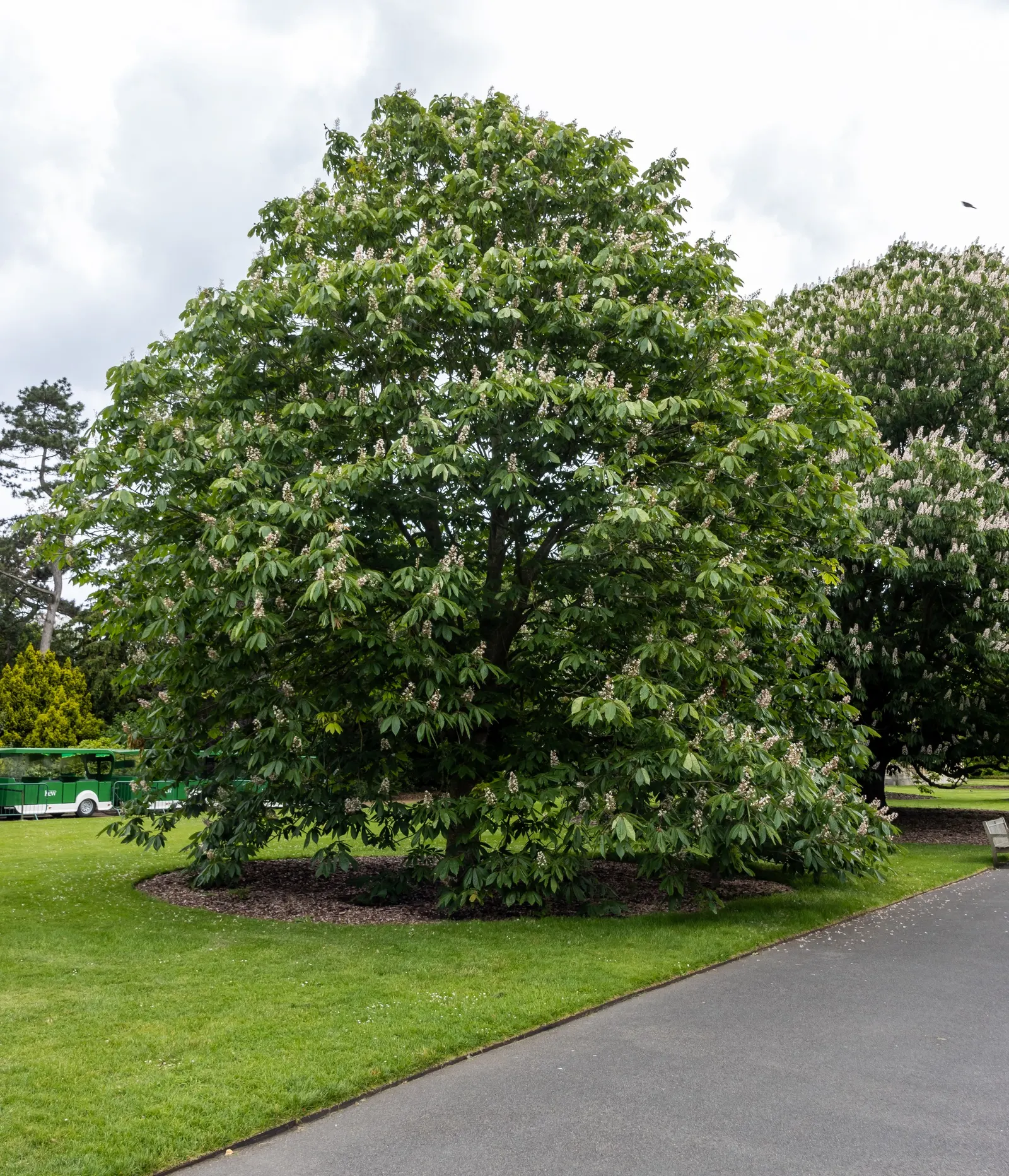Indian Horse Chestnut (Aesculus Indica) — reaching up to 75 feet tall; it features upright panicles of white flowers tinged with pink or yellow