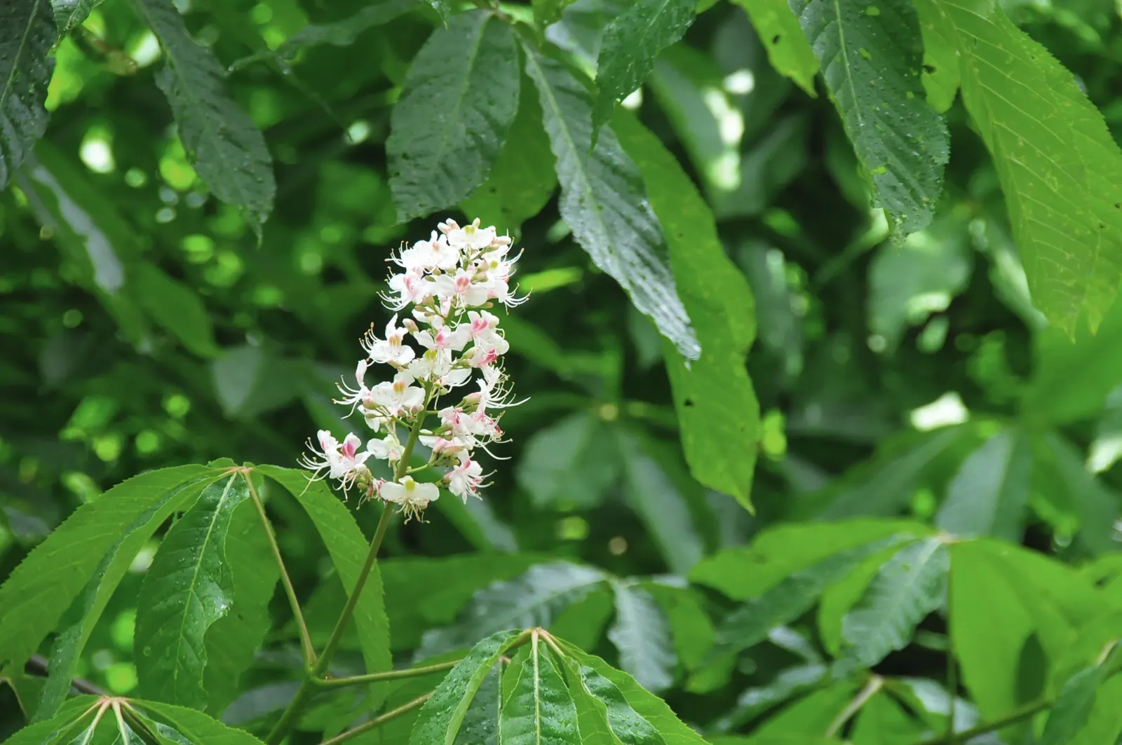 Indian Horse Chestnut (Aesculus Indica) — allow sufficient space for its full growth potential