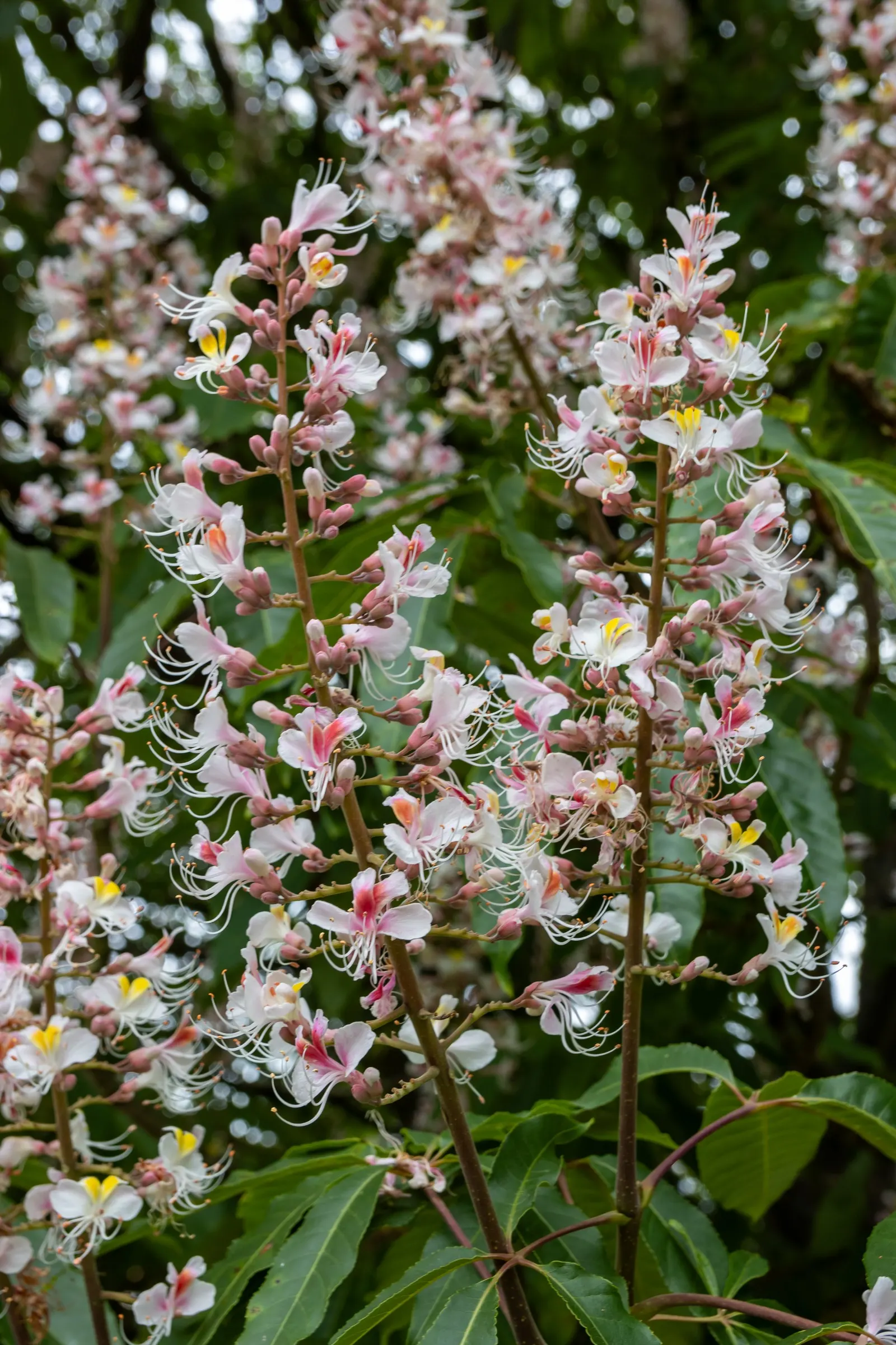 Indian Horse Chestnut (Aesculus Indica) — which emerge as a vibrant green and transition to a golden yellow in the autumn