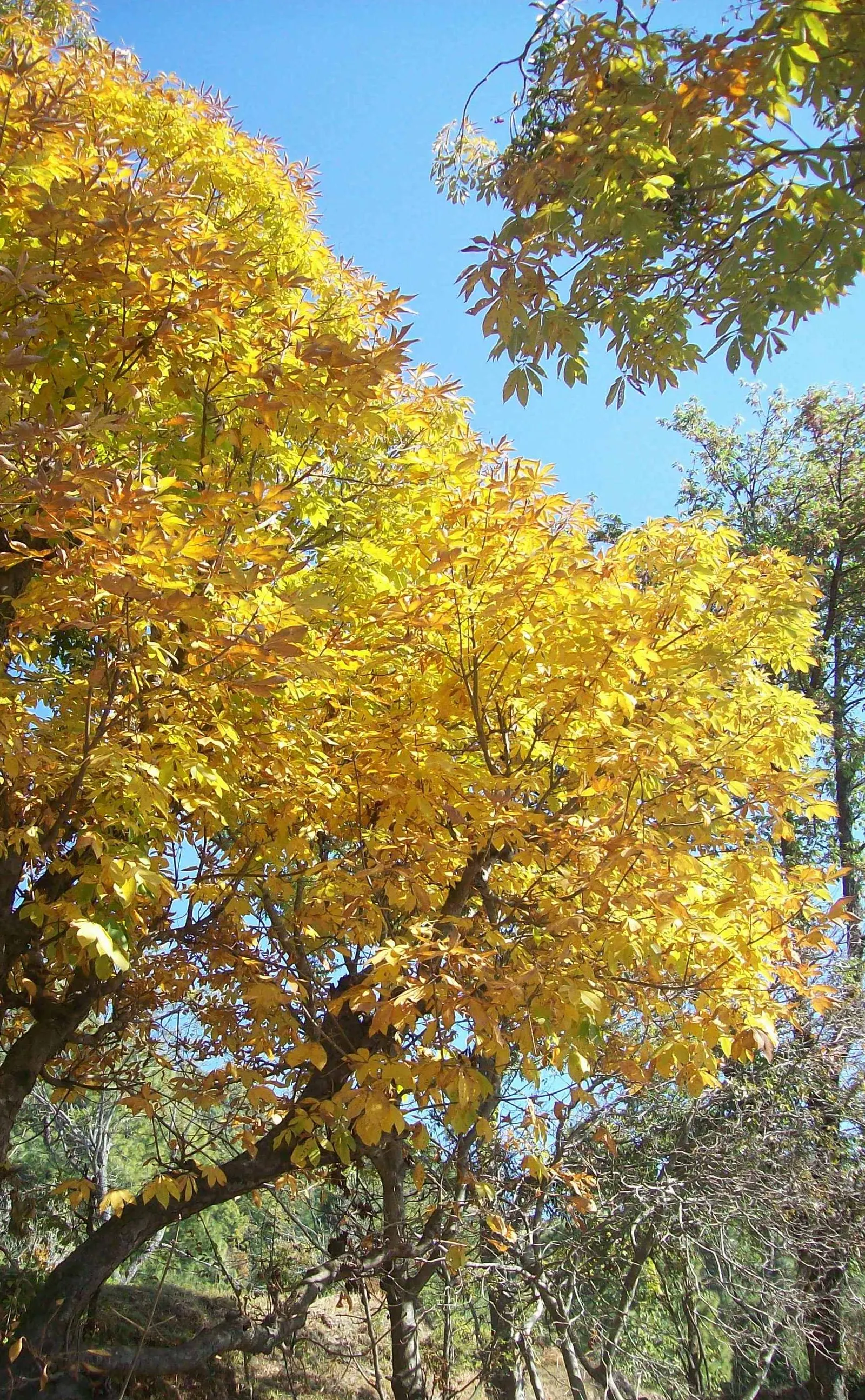 Indian Horse Chestnut (Aesculus Indica) — palmate leaves create a dense canopy; the Indian Horse Chestnut can elevate the aesthetic of any garden, image 45