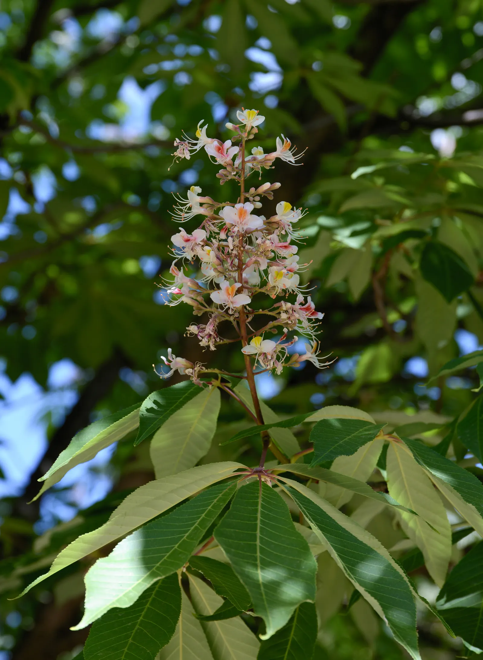 Indian Horse Chestnut (Aesculus Indica) — Aesculus indica requires well-drained