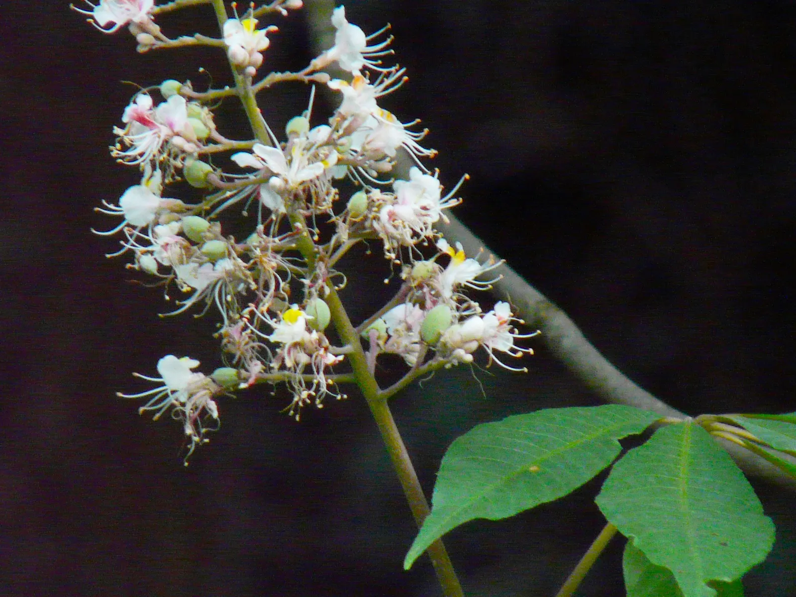 Indian Horse Chestnut (Aesculus Indica) — tree with white blooms; it features upright panicles of white flowers tinged with pink or yellow