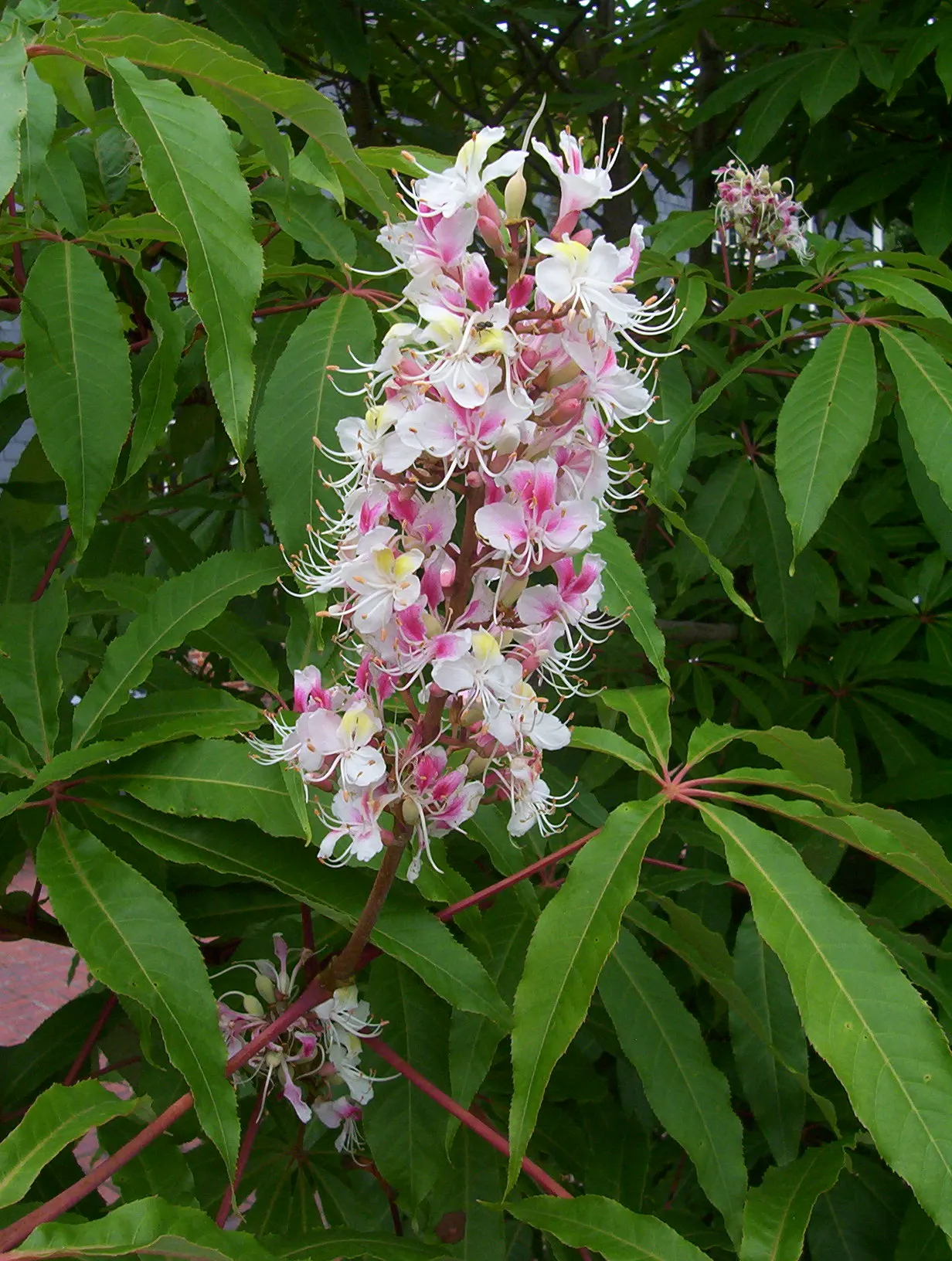 Indian Horse Chestnut (Aesculus Indica) — Its autumn display of oblong, spiny fruits adds a unique textural element to any landscape design; the Indian Horse