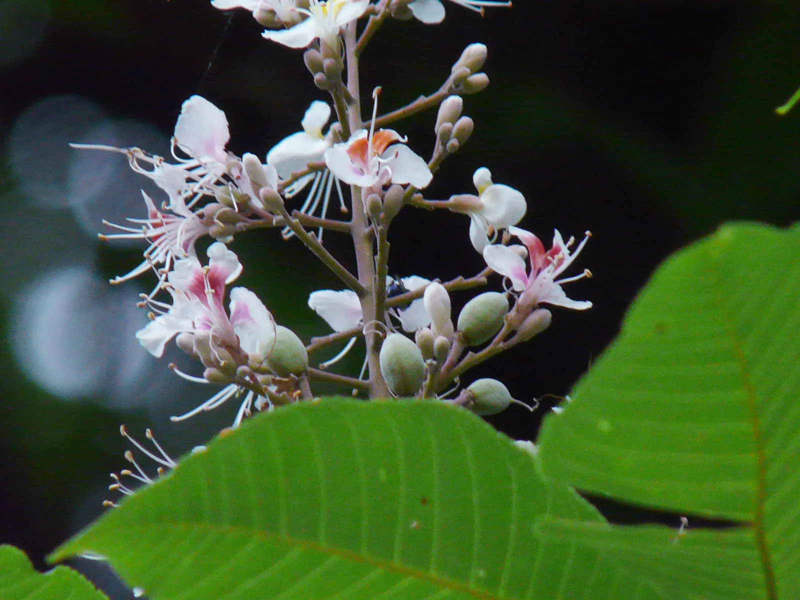 Indian Horse Chestnut (Aesculus Indica) — From late spring to early summer; upright panicles of pink-tinged white flowers
