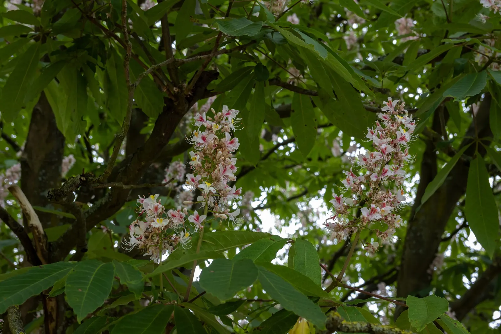 Indian Horse Chestnut (Aesculus Indica) — Known for its majestic stature; upright panicles of pink-tinged white flowers