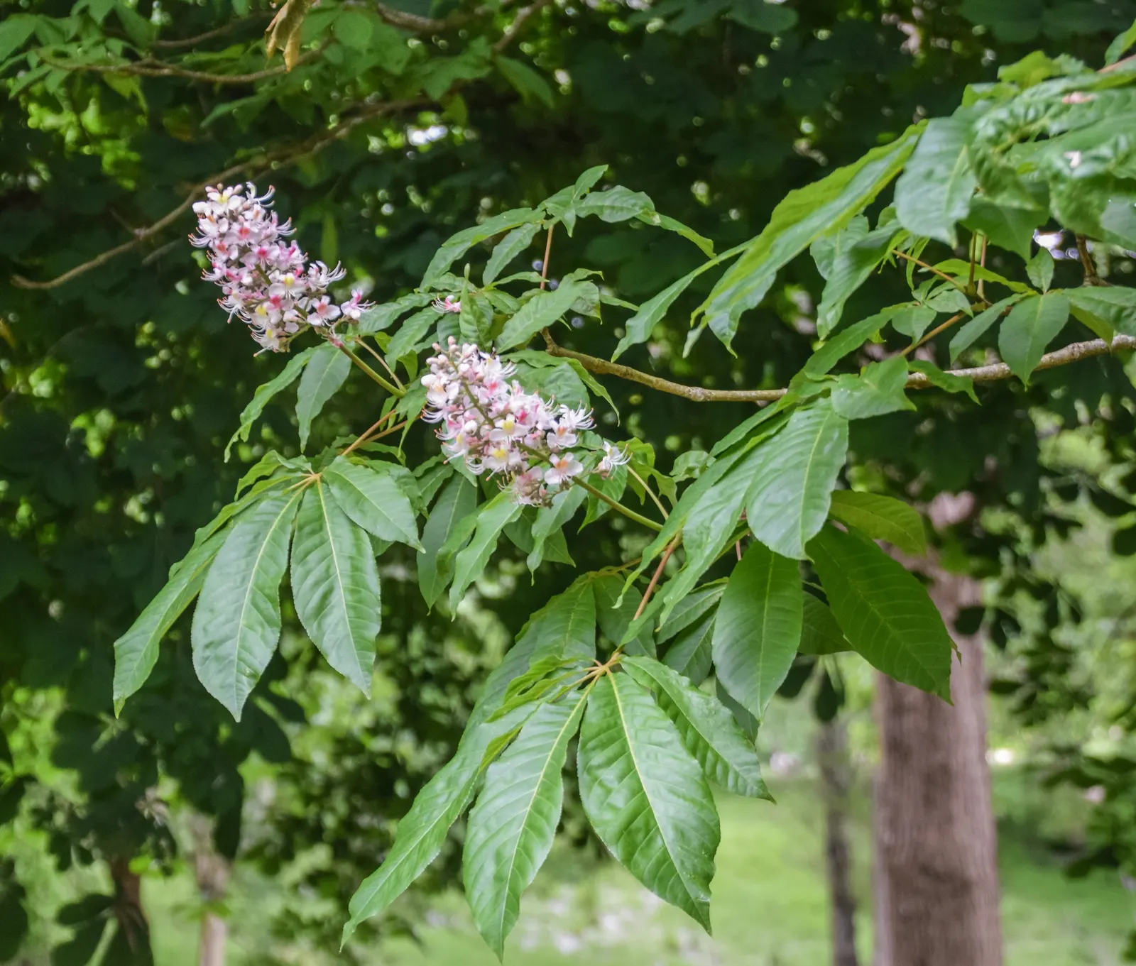 Indian Horse Chestnut (Aesculus Indica) — tree with white blooms