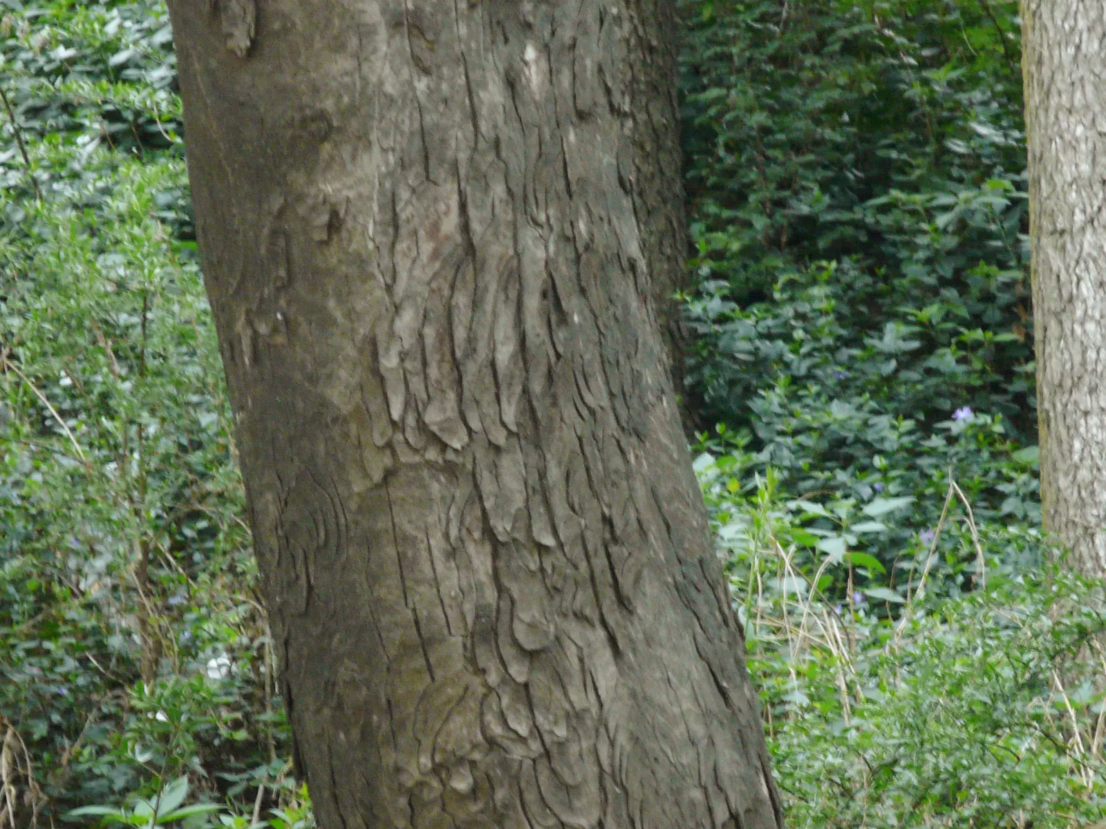Indian Horse Chestnut (Aesculus Indica) — The Indian Horse Chestnut (Aesculus indica) is an ornamental tree revered for its impressive stature