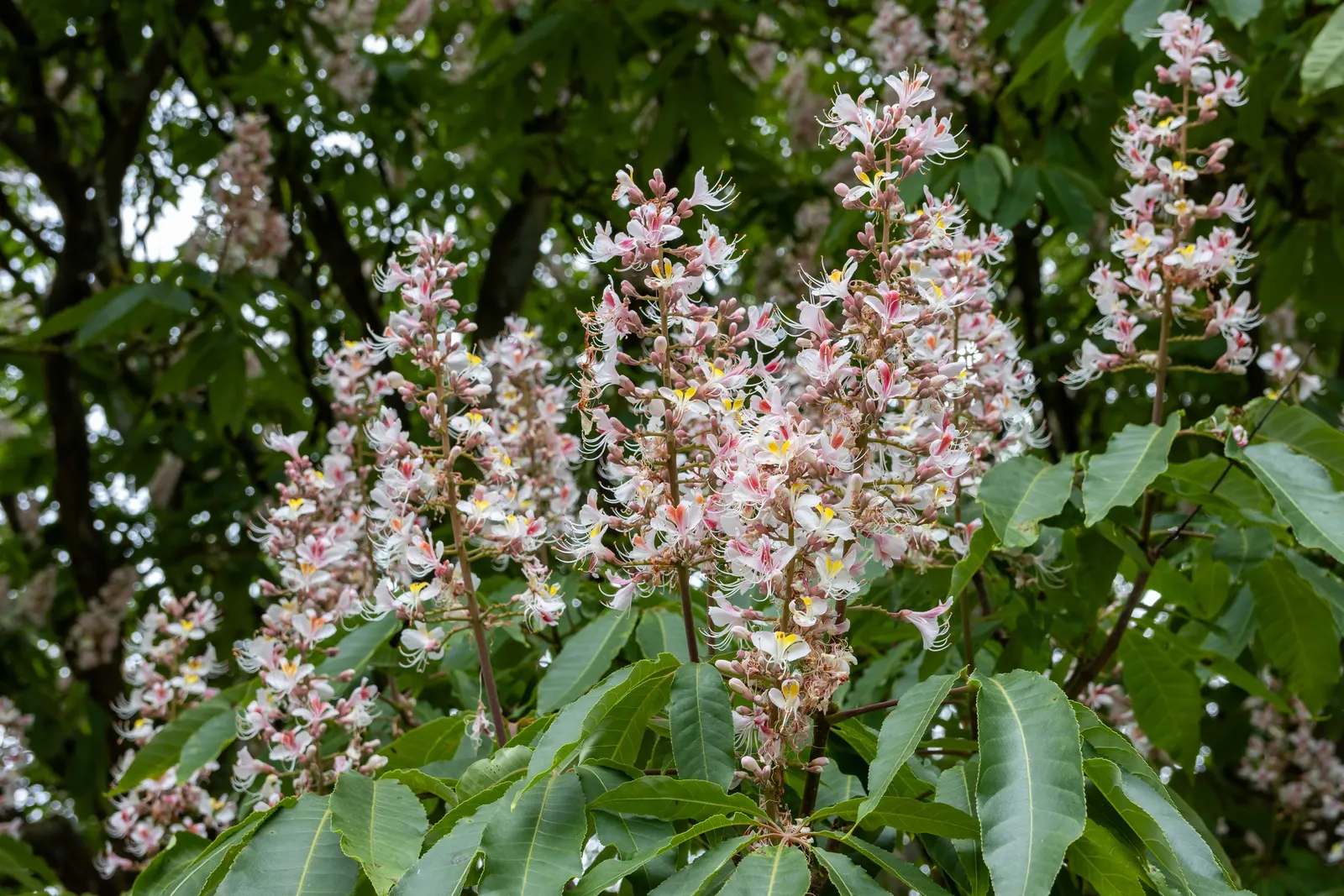 Indian Horse Chestnut (Aesculus Indica) — measuring 6 to 12 inches tall