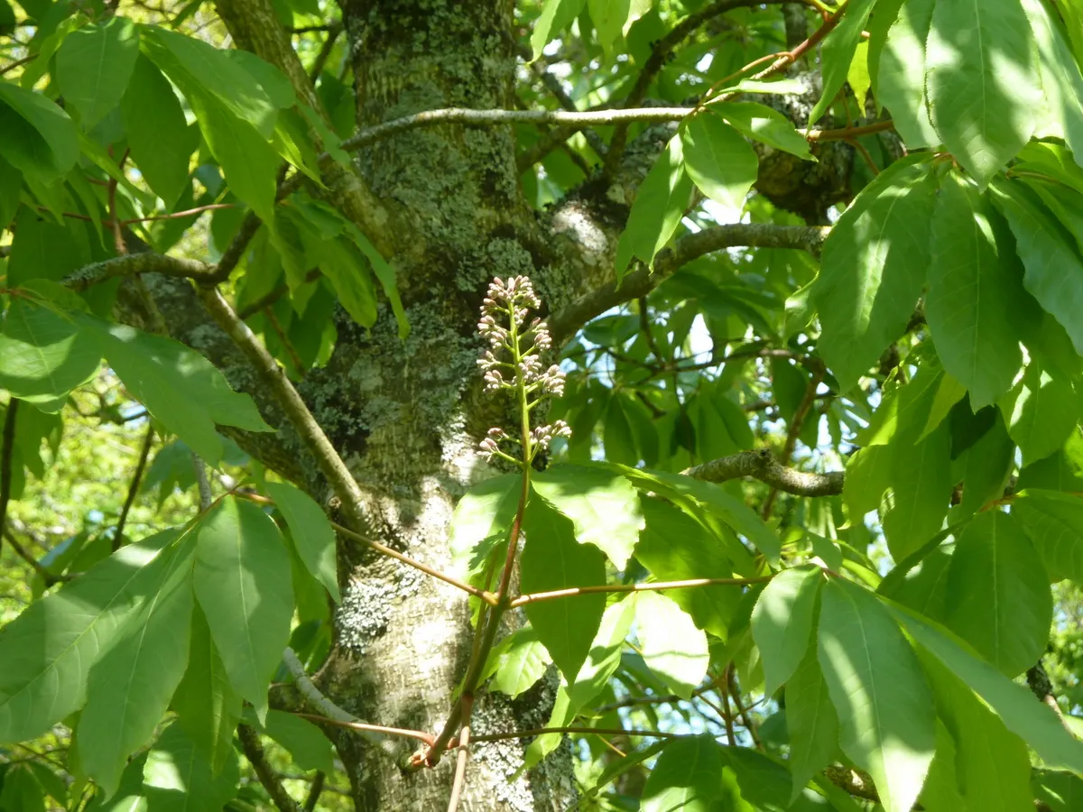 Indian Horse Chestnut (Aesculus Indica) — the Indian Horse Chestnut can elevate the aesthetic of any garden setting, image 39