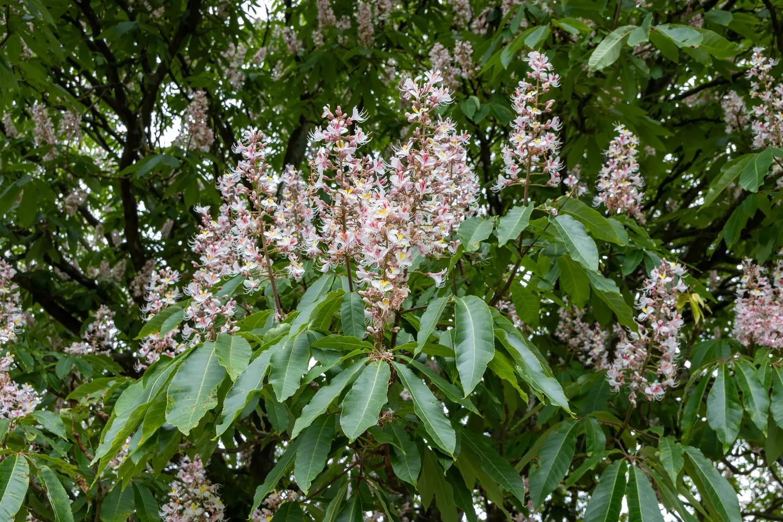 Indian Horse Chestnut (Aesculus Indica) — palmate leaves create a dense canopy