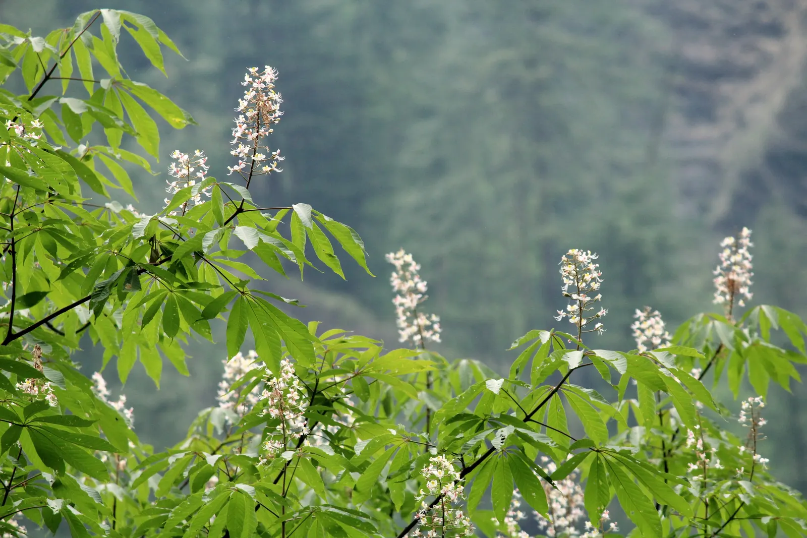 Indian Horse Chestnut (Aesculus Indica) — upright panicles of pink-tinged white flowers