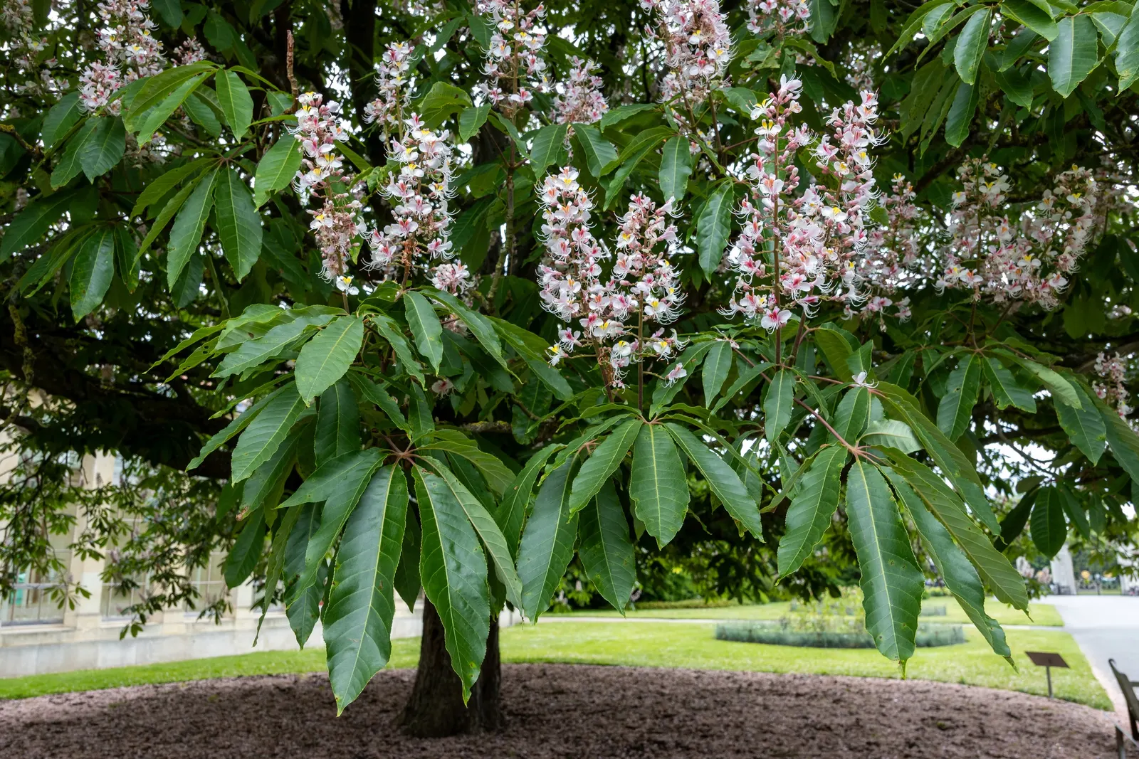 Indian Horse Chestnut (Aesculus Indica) — palmate leaves create a dense canopy; the Indian Horse Chestnut can elevate the aesthetic of any garden setting