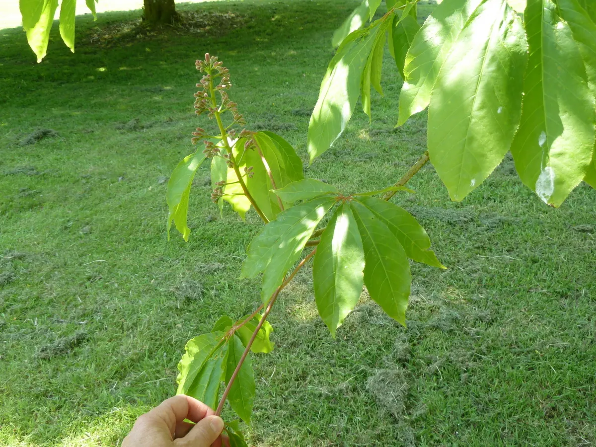 Indian Horse Chestnut (Aesculus Indica) — The Indian Horse Chestnut (Aesculus indica) is an ornamental tree revered for its impressive stature, image 43