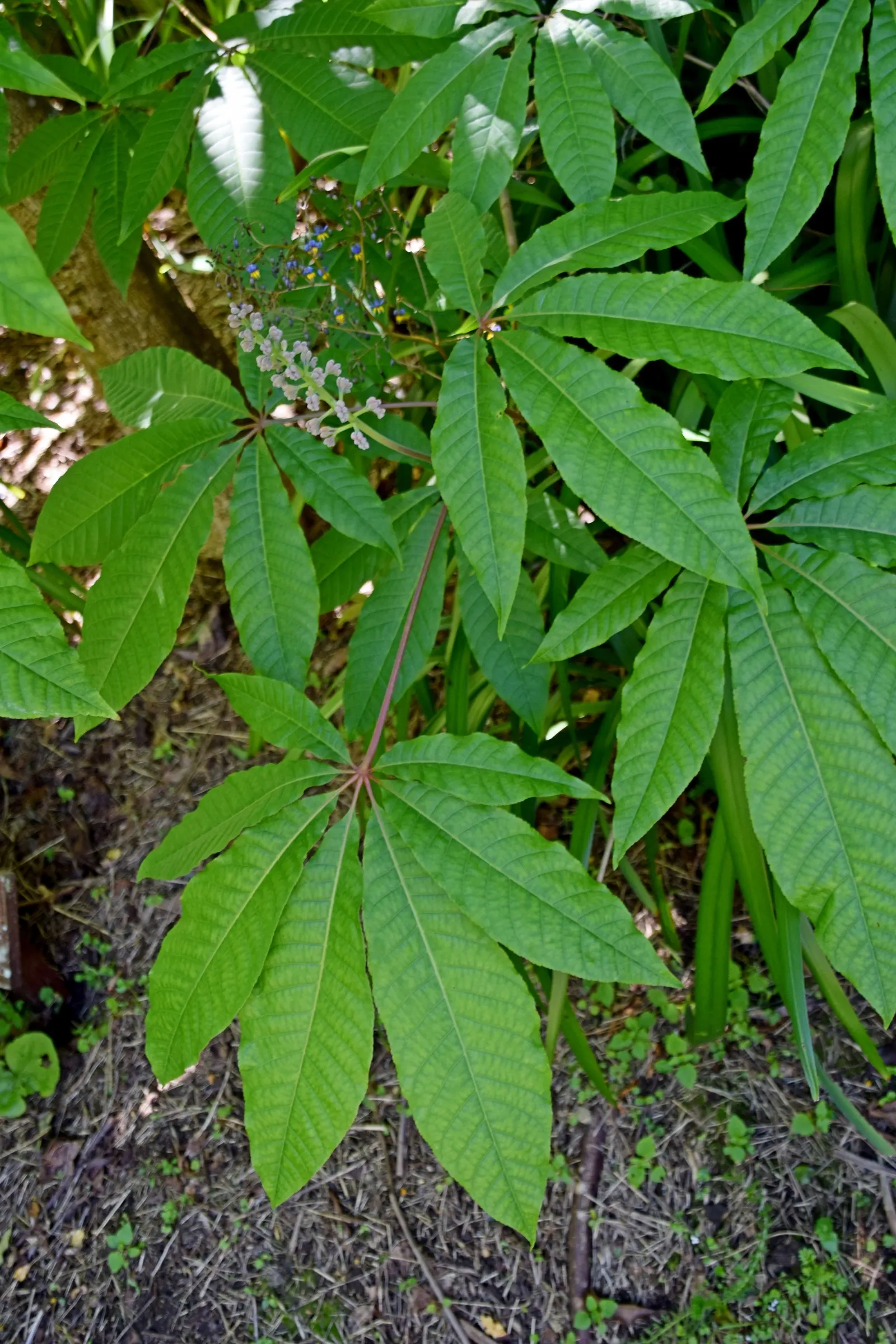 Indian Horse Chestnut (Aesculus Indica) — upright panicles of pink-tinged white flowers, image 25
