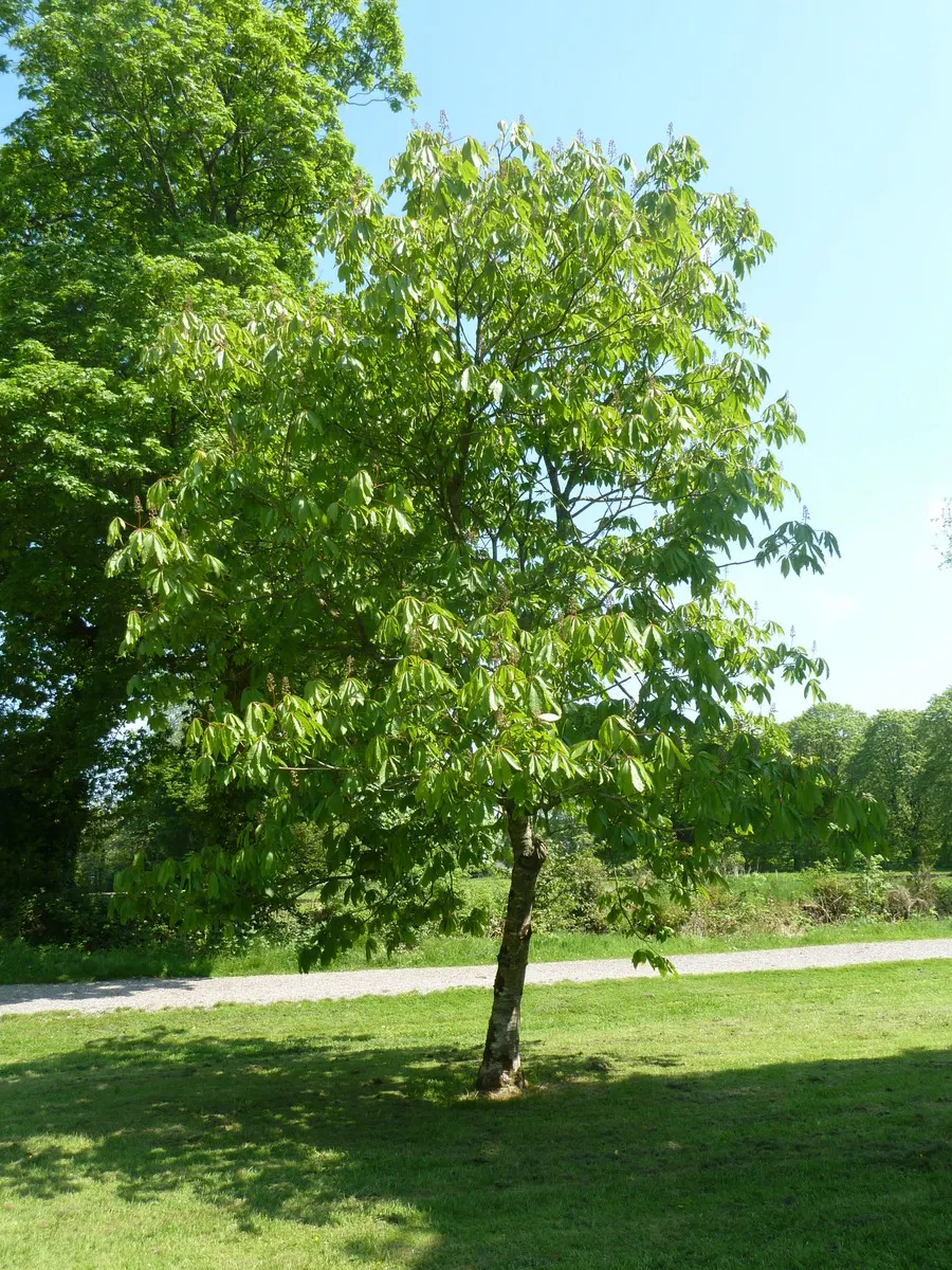 Indian Horse Chestnut (Aesculus Indica) — It prefers full sun to partial shade and thrives in hardiness zones 6 through 8; the Indian Horse Chestnut can
