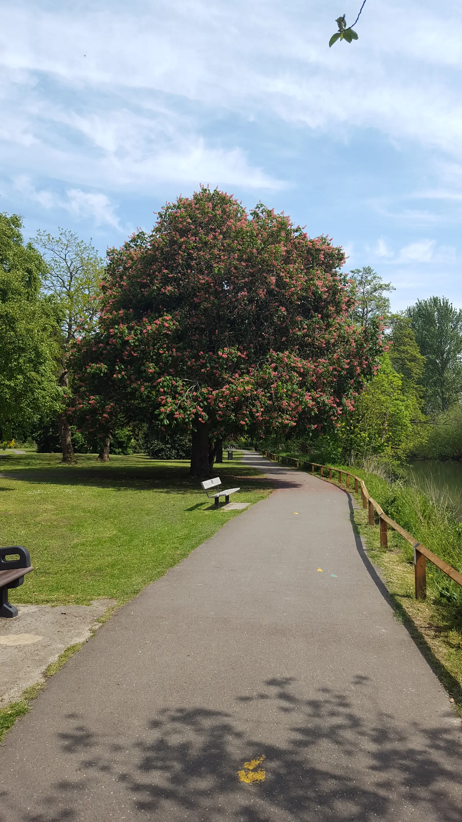 Indian Horse Chestnut (Aesculus Indica) — This deciduous beauty prefers well-drained soil and flourishes in full sun to partial shade