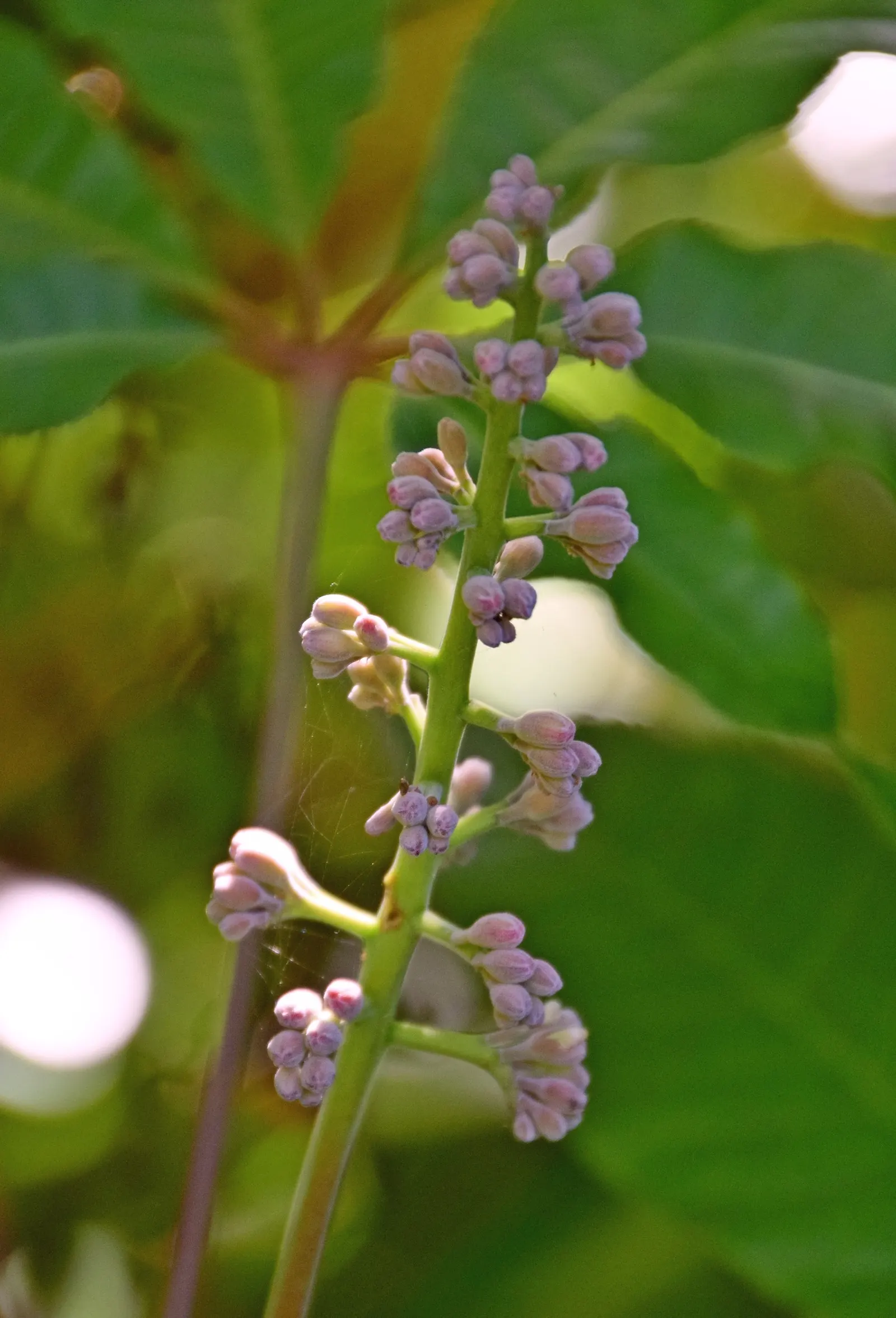 Indian Horse Chestnut (Aesculus Indica) — From late spring to early summer