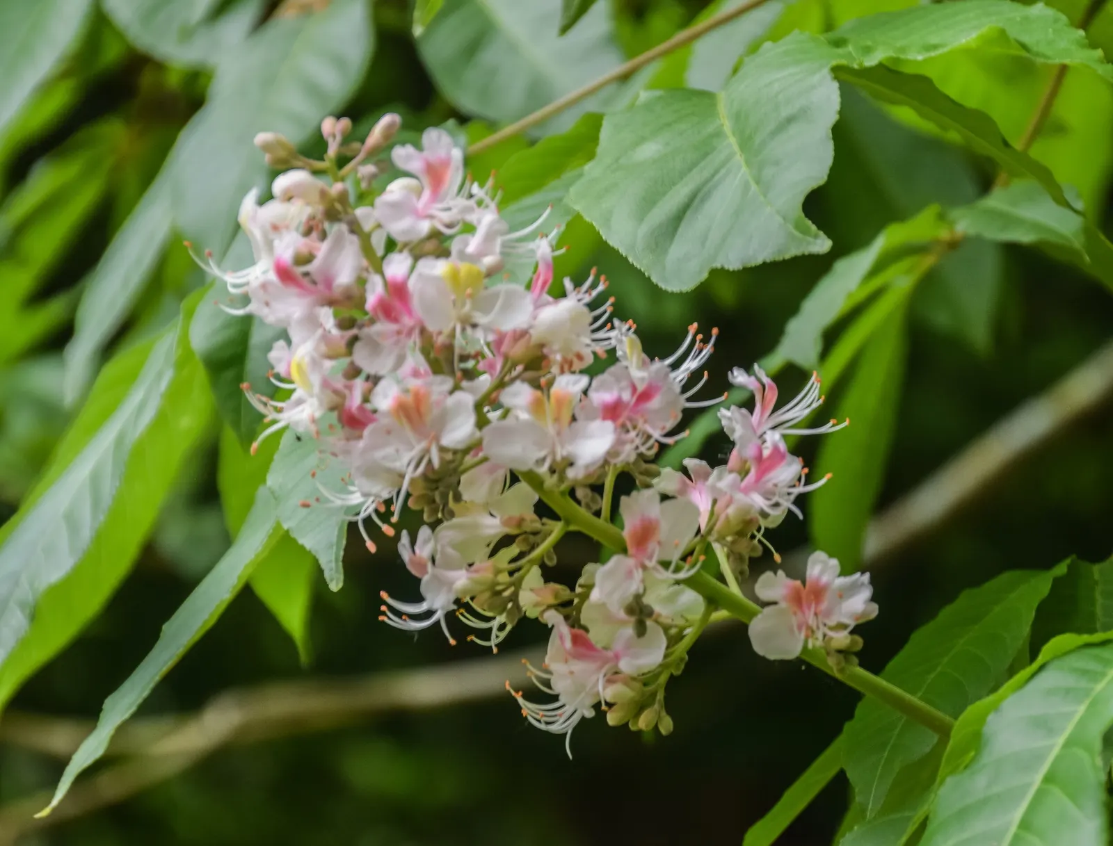 Indian Horse Chestnut (Aesculus Indica) — white flowers in the garden