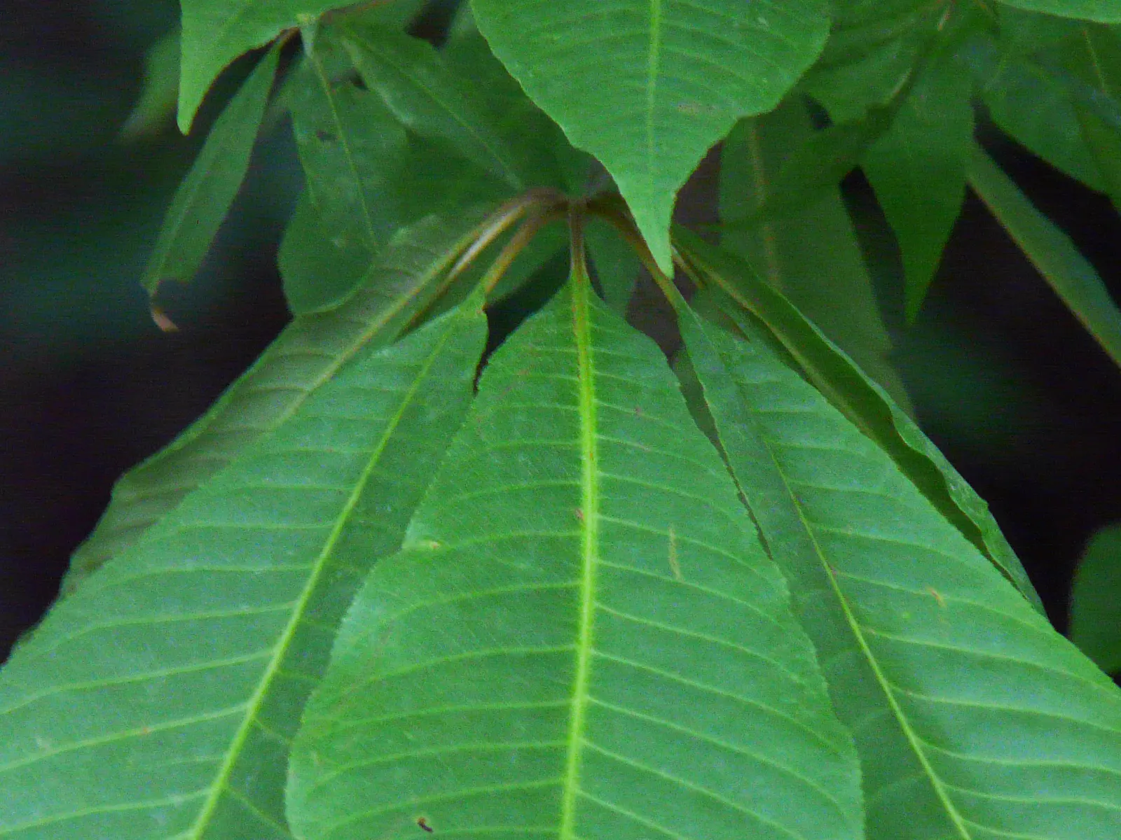 Indian Horse Chestnut (Aesculus Indica) — Aesculus indica requires well-drained; it features upright panicles of white flowers tinged with pink or yellow