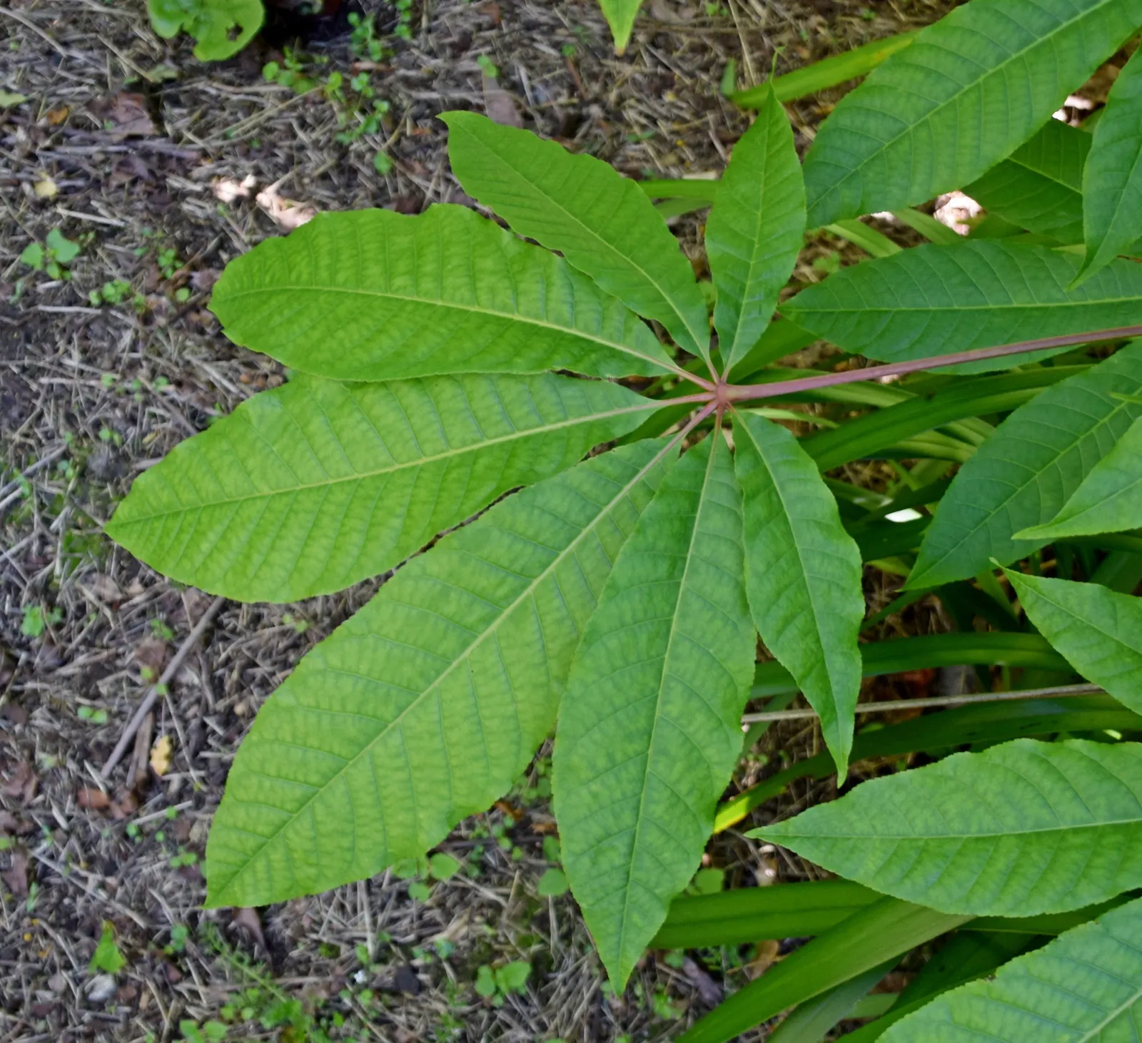 Indian Horse Chestnut (Aesculus Indica) — Known for its majestic stature
