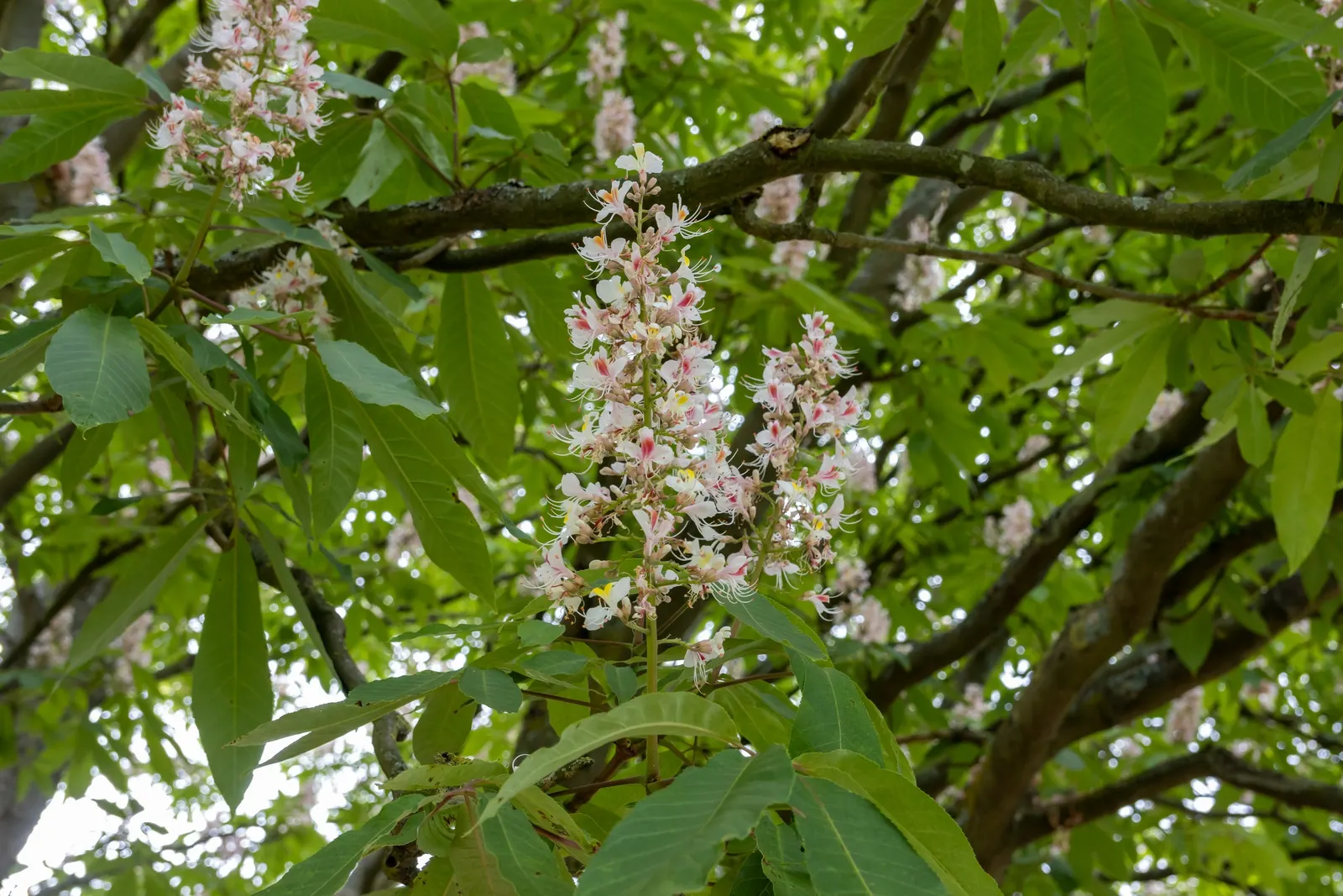 Indian Horse Chestnut (Aesculus Indica) — tree for full