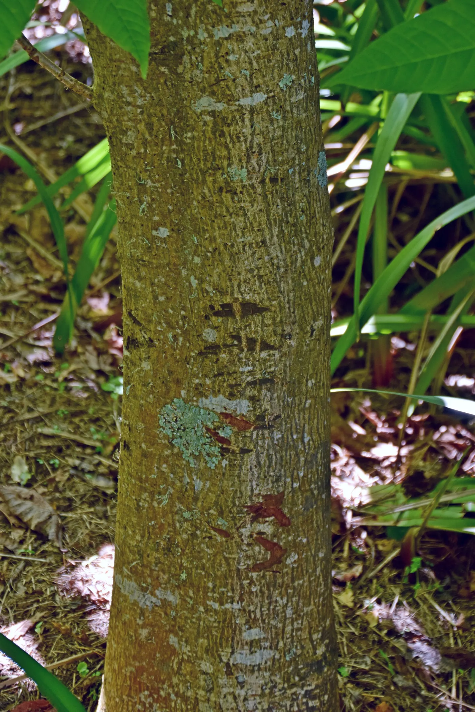 Indian Horse Chestnut (Aesculus Indica) — which emerge as a vibrant green and transition to a golden yellow in the autumn; the Indian Horse Chestnut can