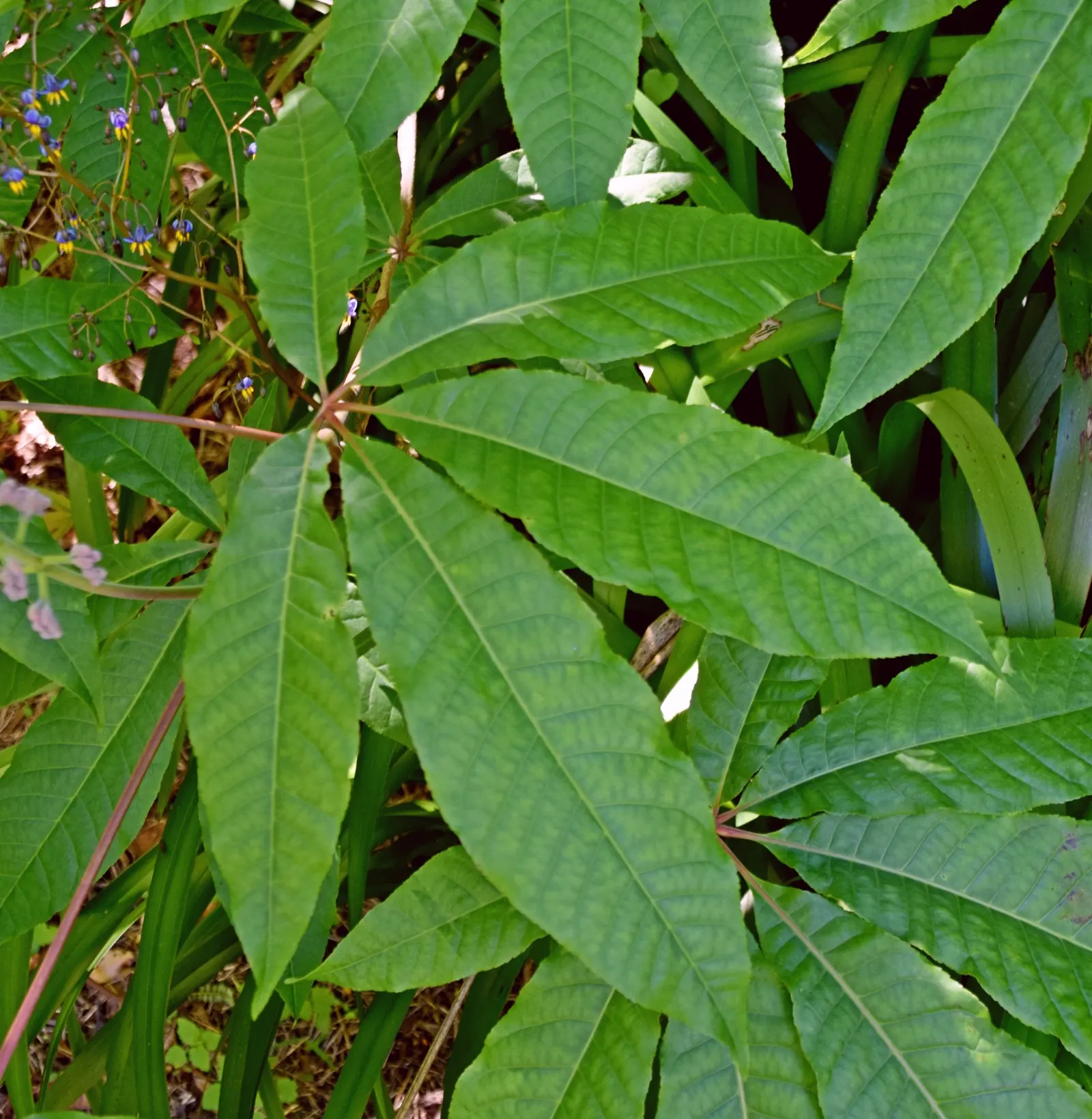 Indian Horse Chestnut (Aesculus Indica) — Its autumn display of oblong, spiny fruits adds a unique textural element to any landscape design