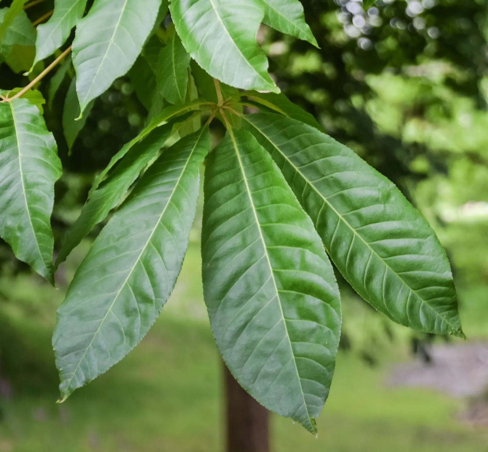 Indian Horse Chestnut (Aesculus Indica) — that are magnets for pollinators like bees and provide an impressive floral display.<br><br>For optimal growth